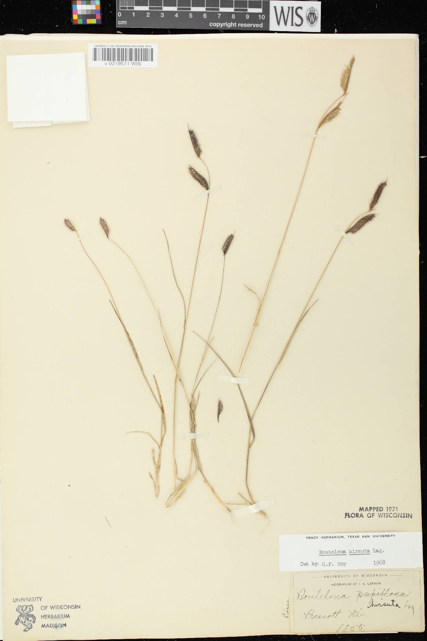 Bouteloua hirsuta subsp. hirsuta image