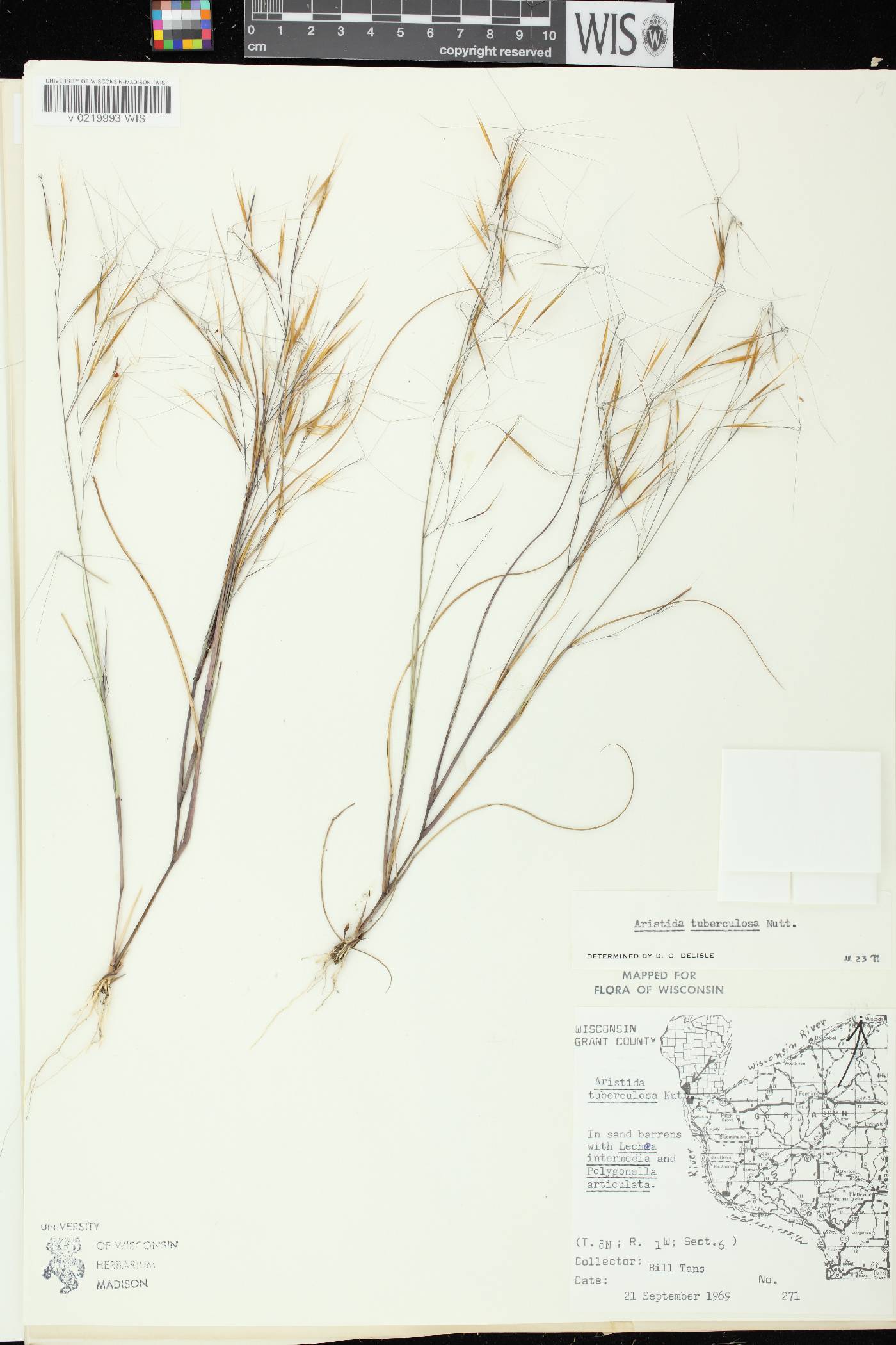 Aristida tuberculosa image
