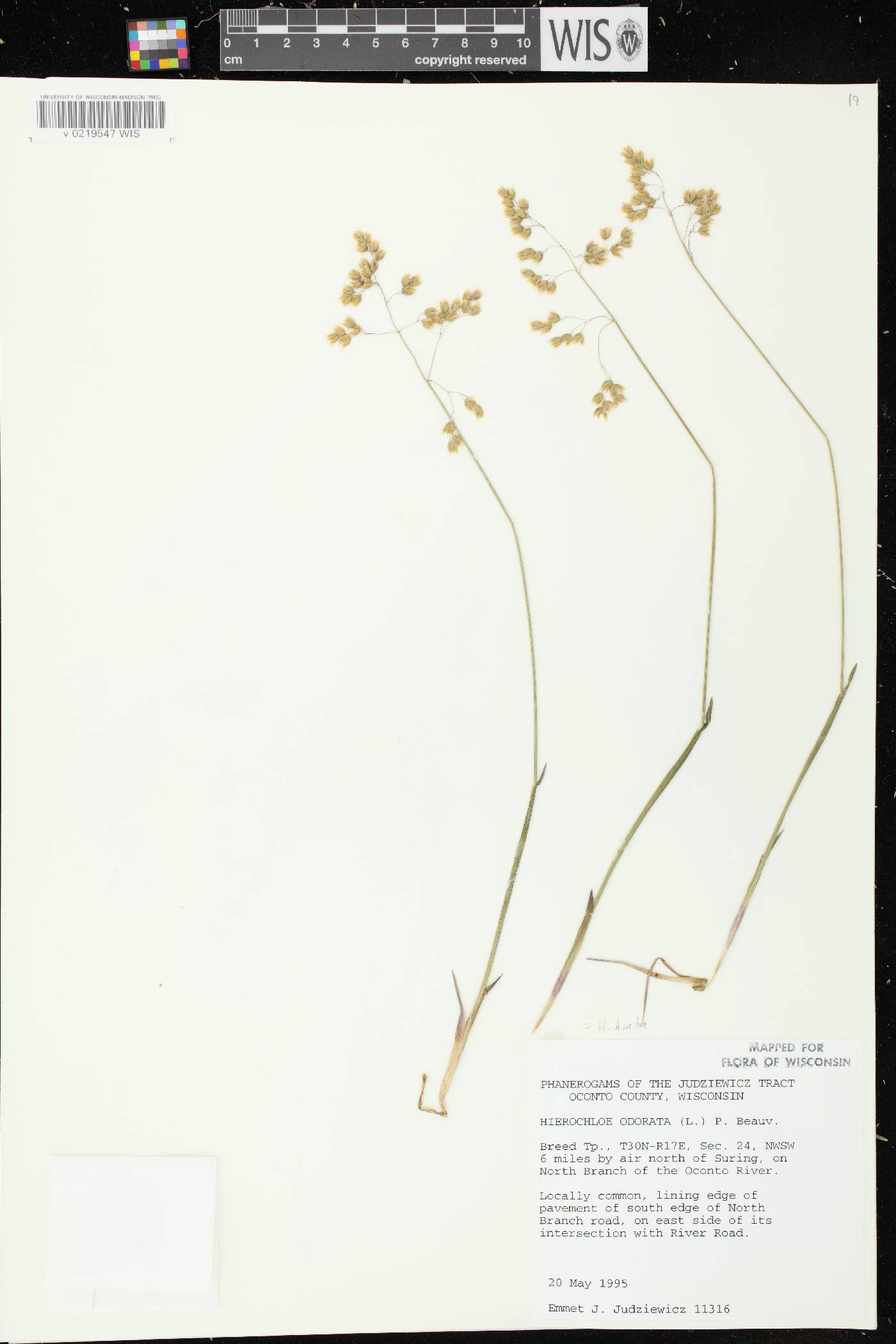 Anthoxanthum hirtum subsp. arcticum image