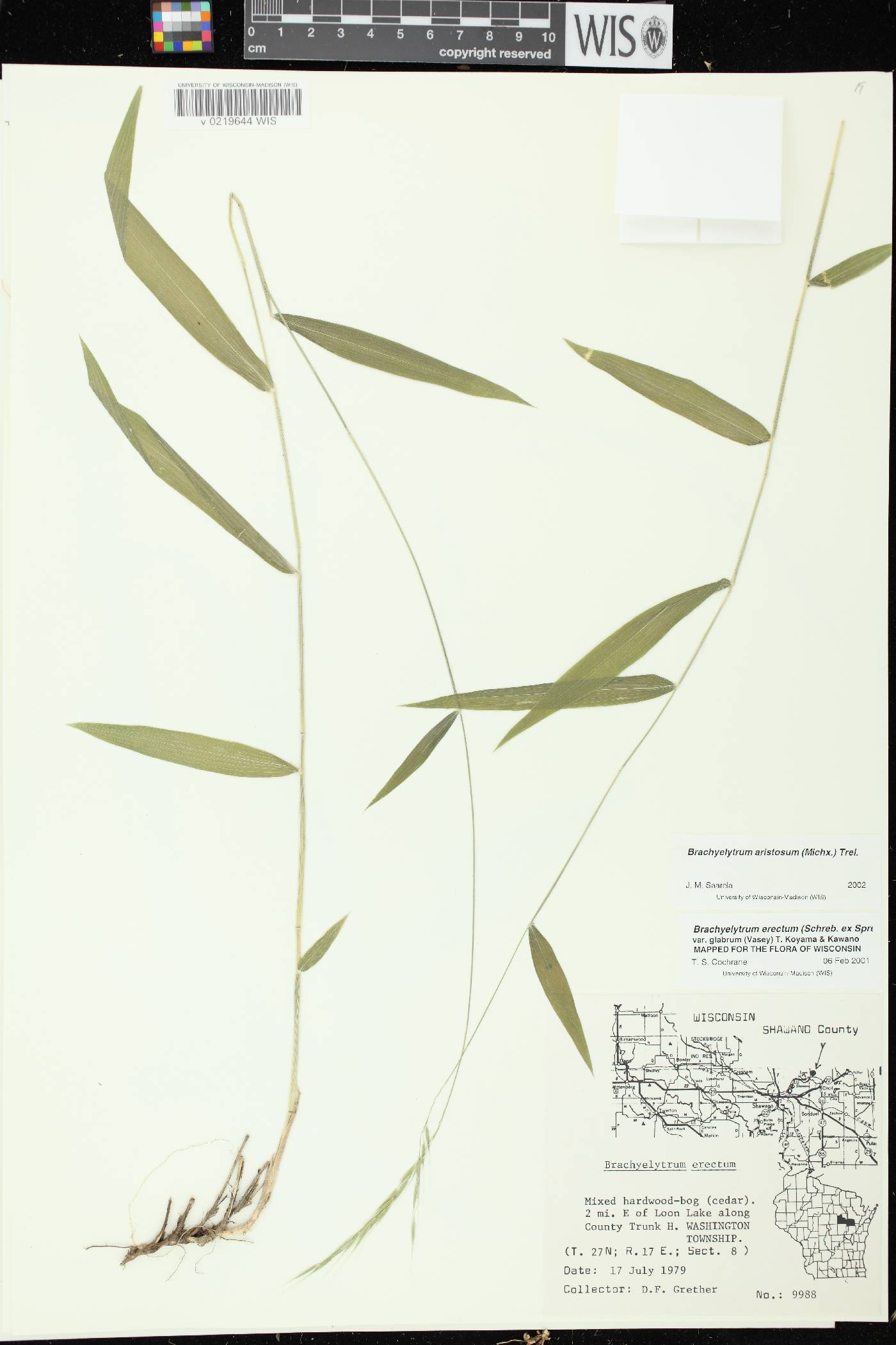 Brachyelytrum aristosum image