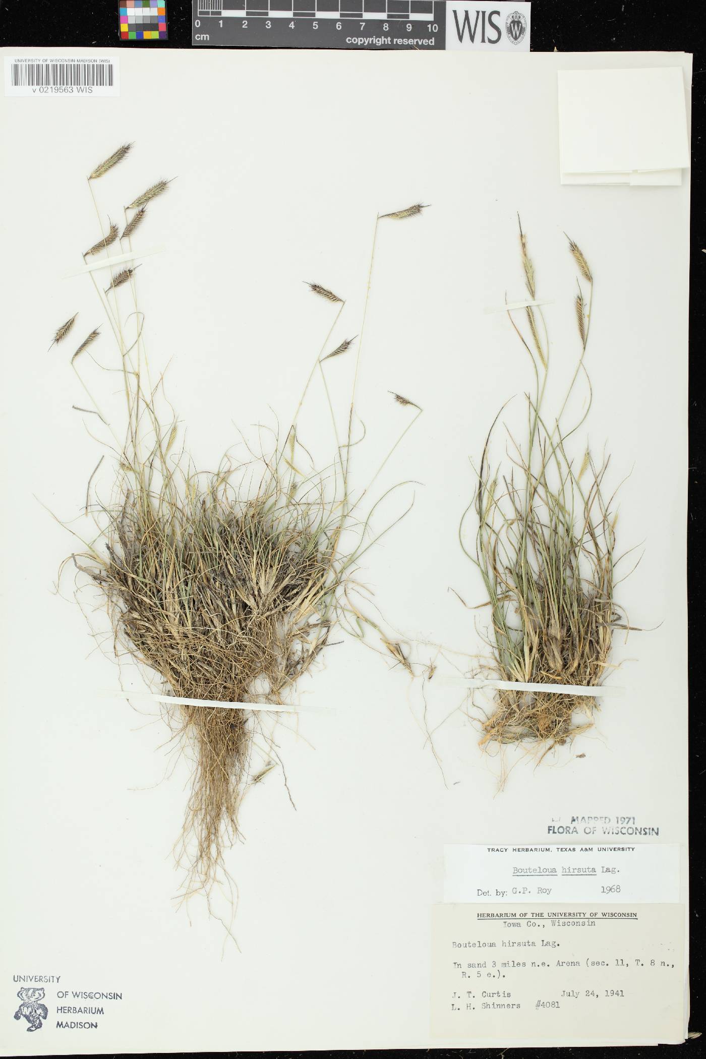 Bouteloua hirsuta subsp. hirsuta image