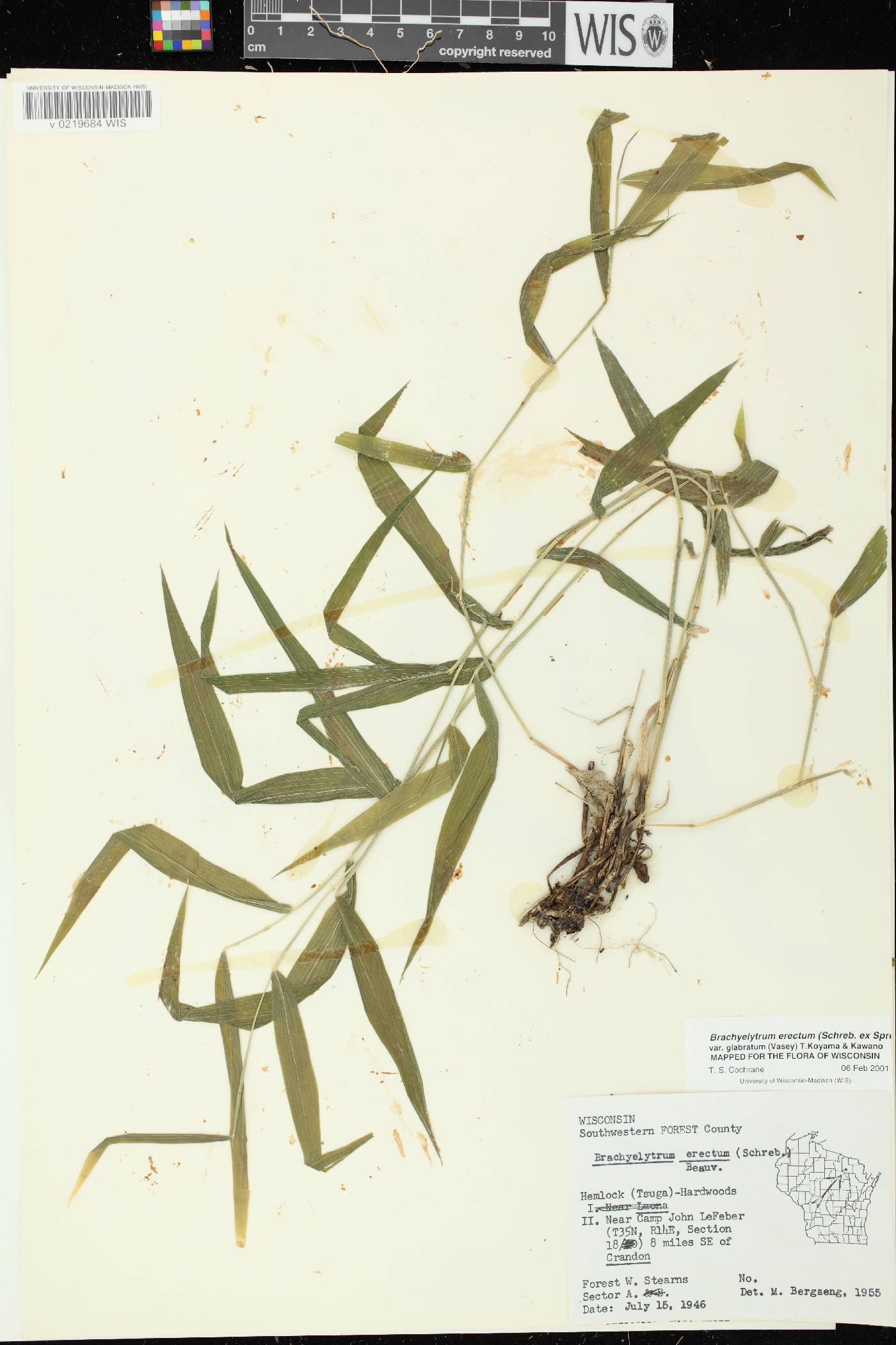 Brachyelytrum aristosum image