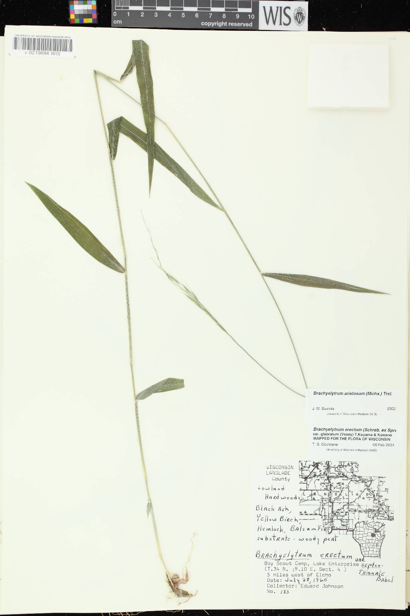 Brachyelytrum aristosum image
