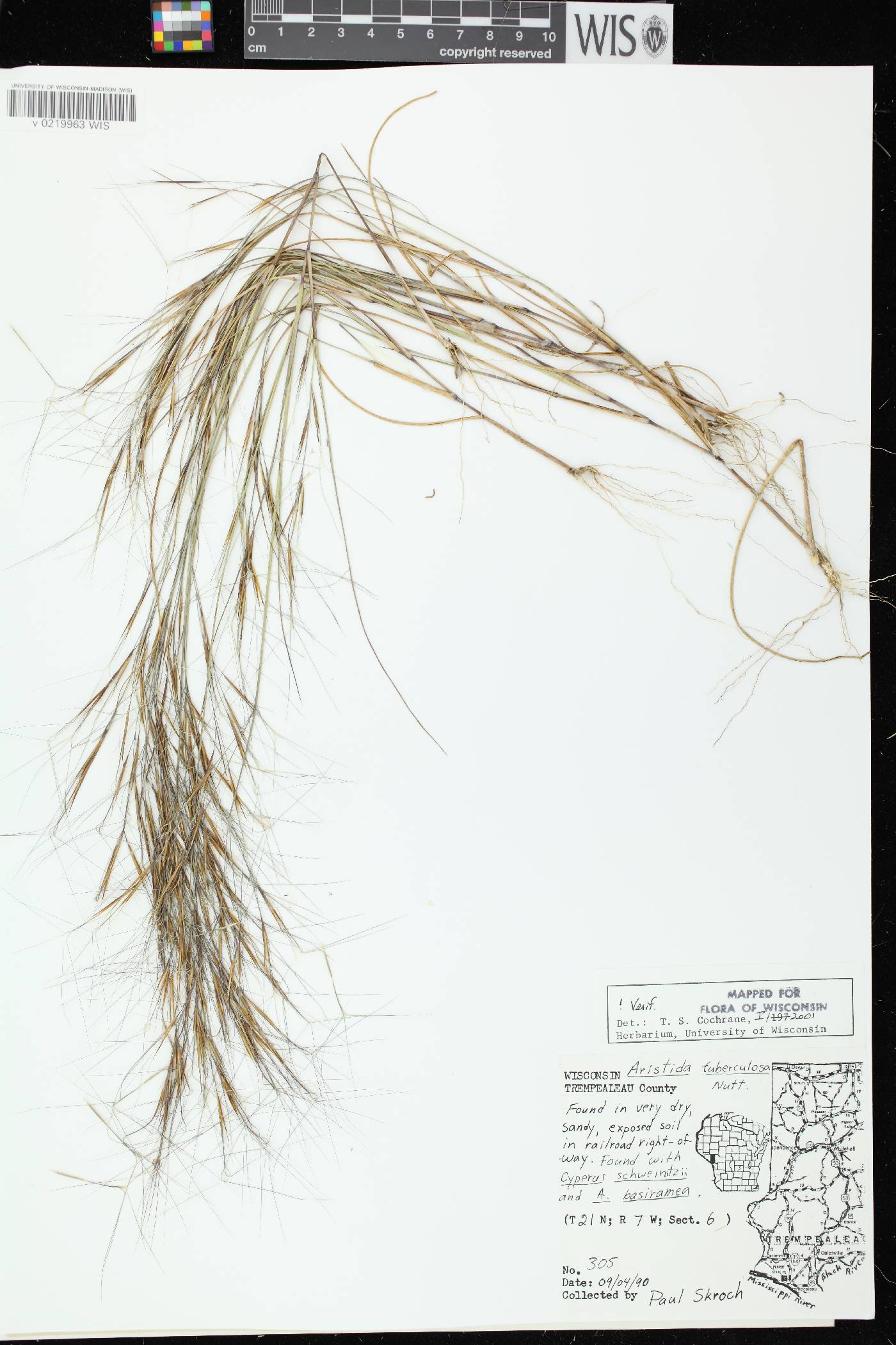 Aristida tuberculosa image