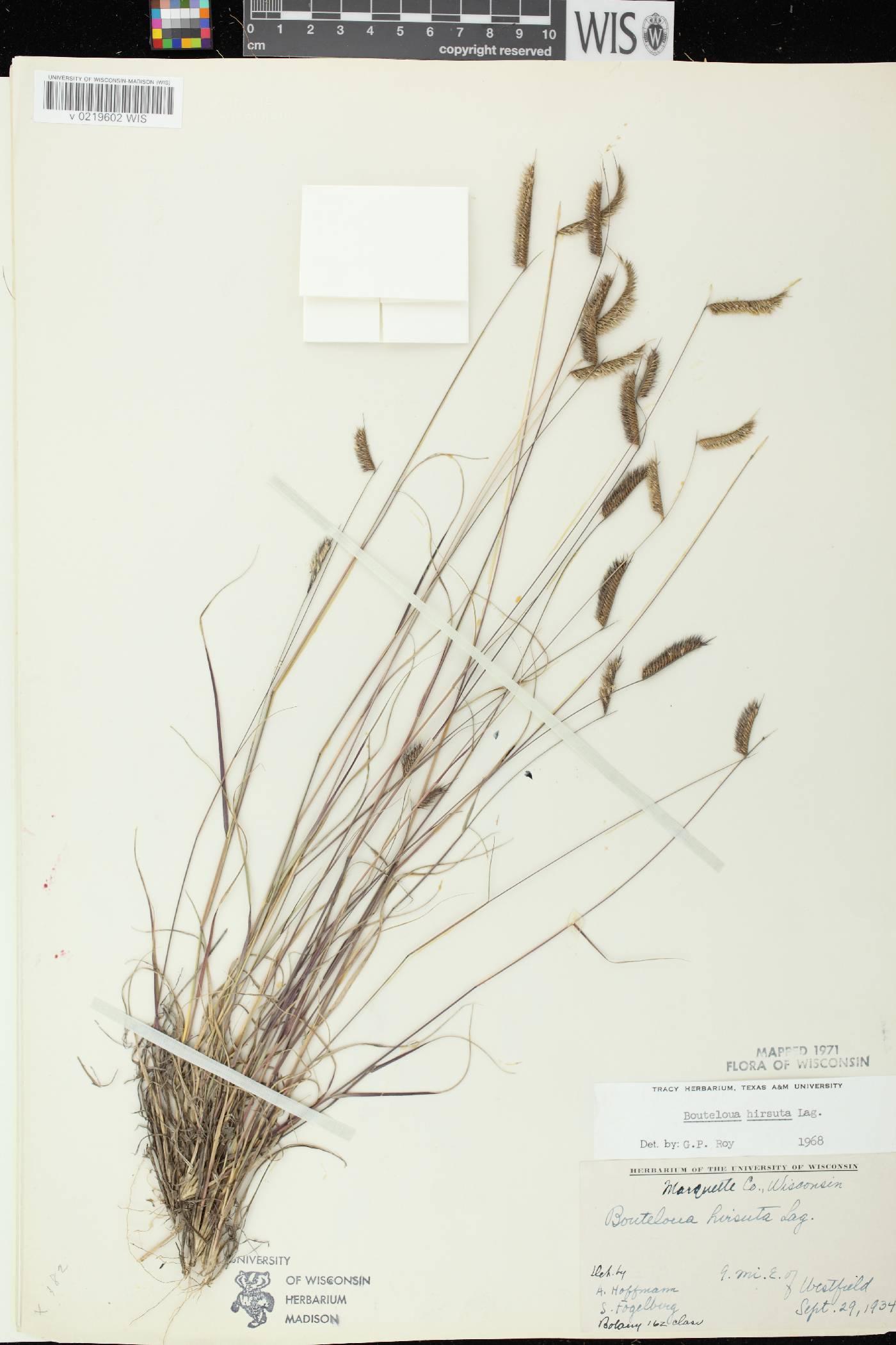 Bouteloua hirsuta subsp. hirsuta image