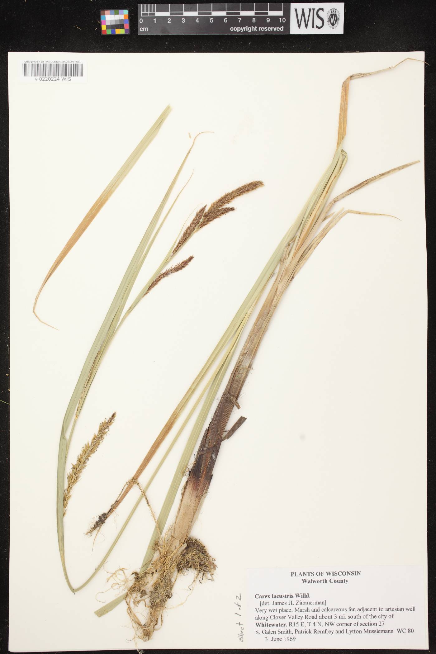 Carex granularis image