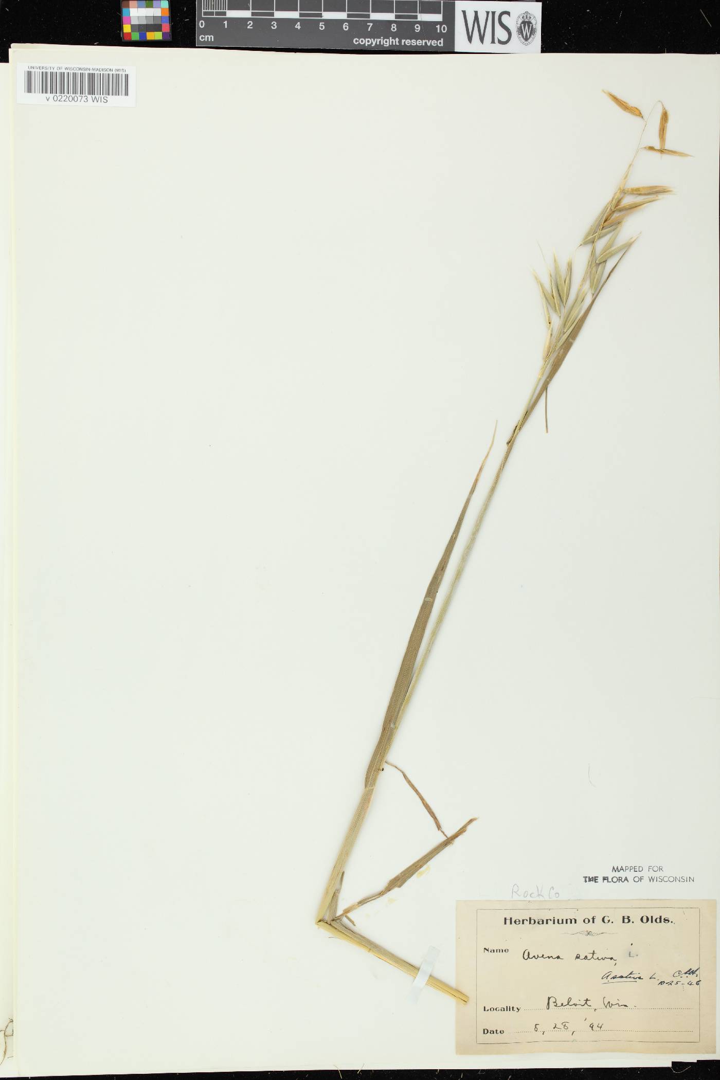 Avena sativa image