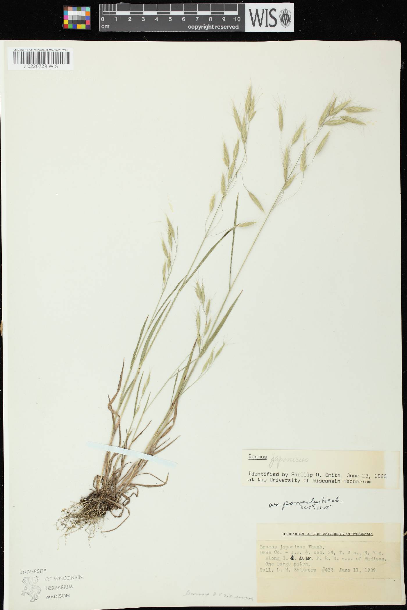 Bromus arvensis image