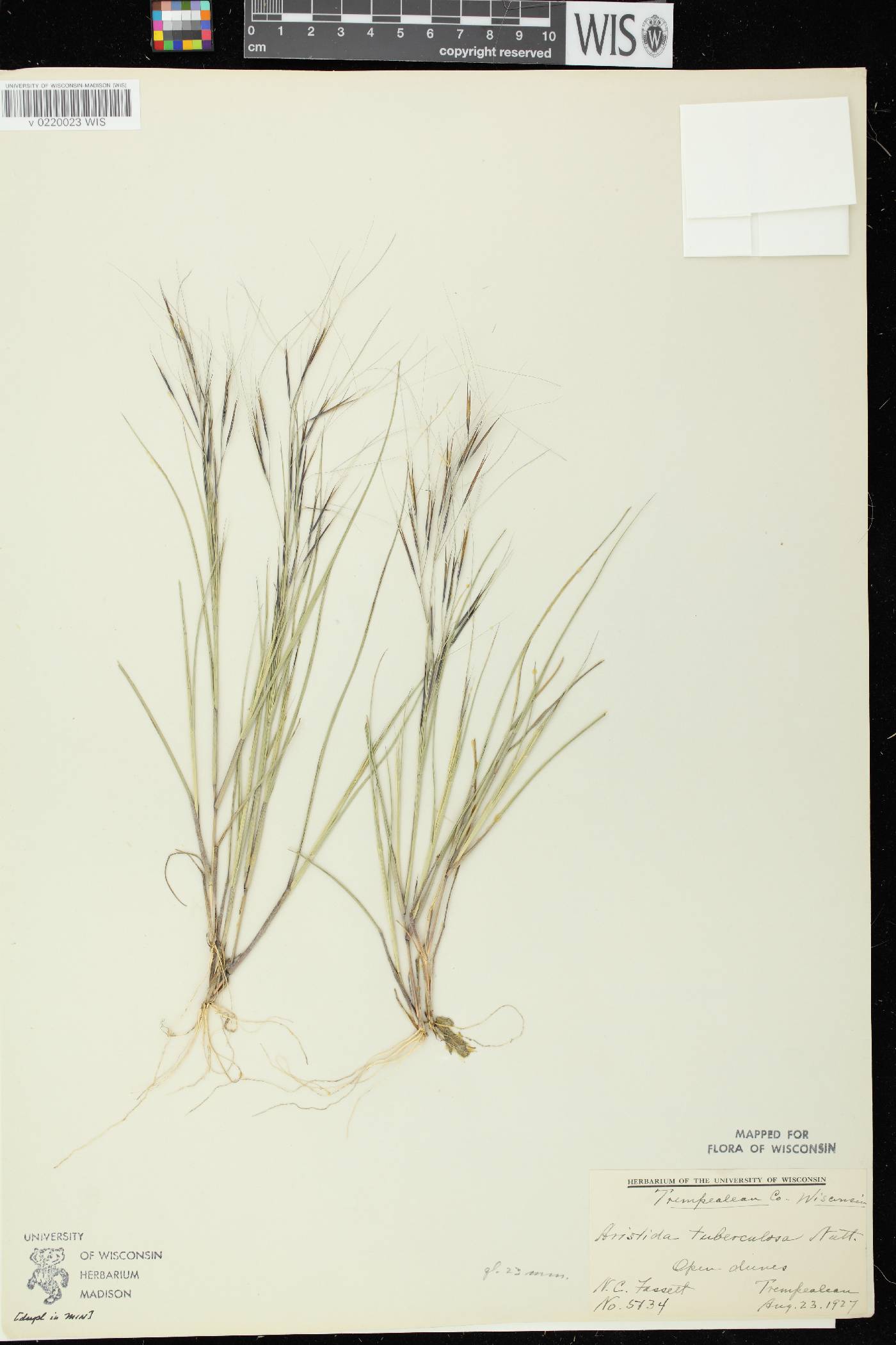 Aristida tuberculosa image