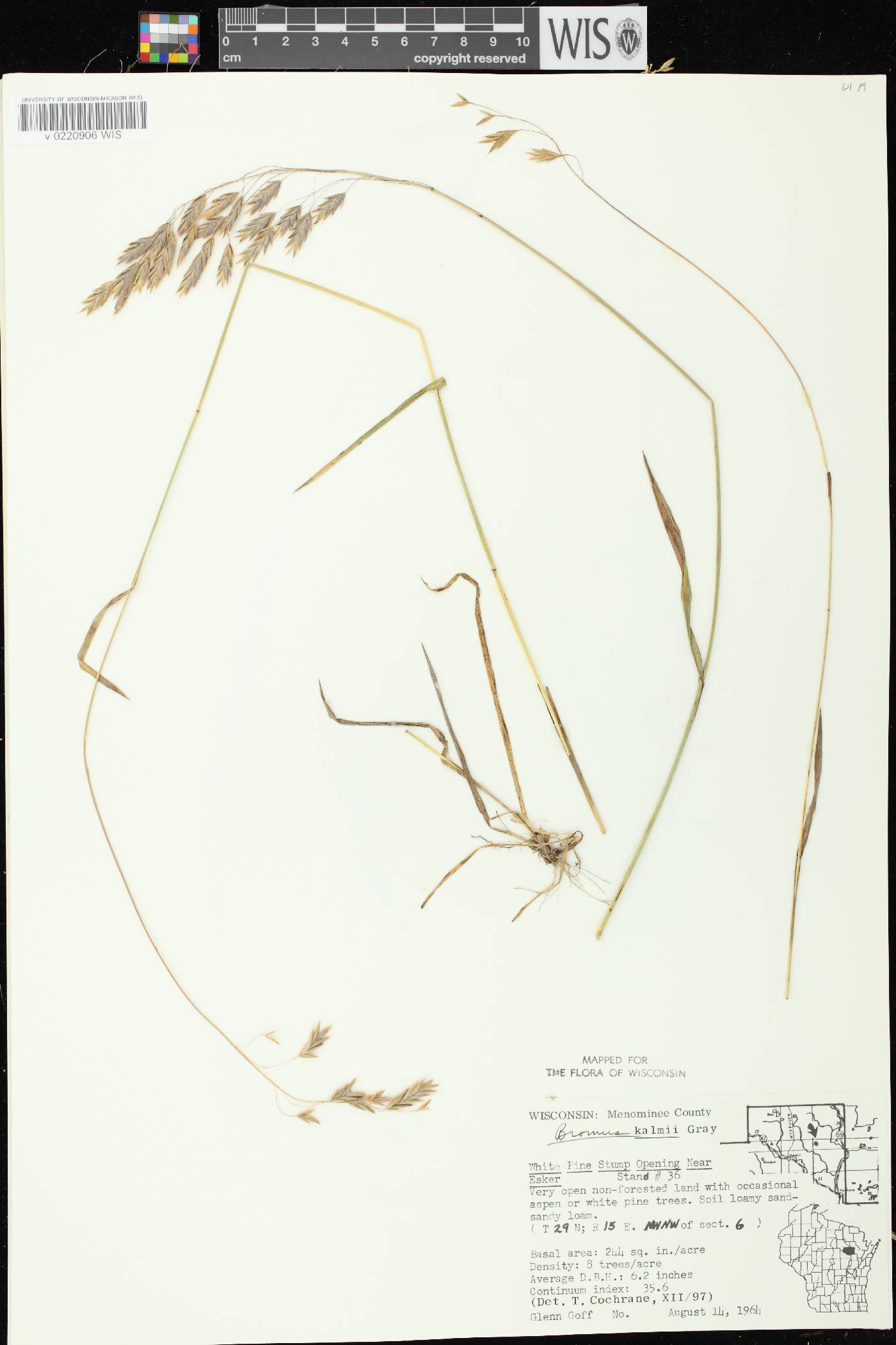 Bromus kalmii image