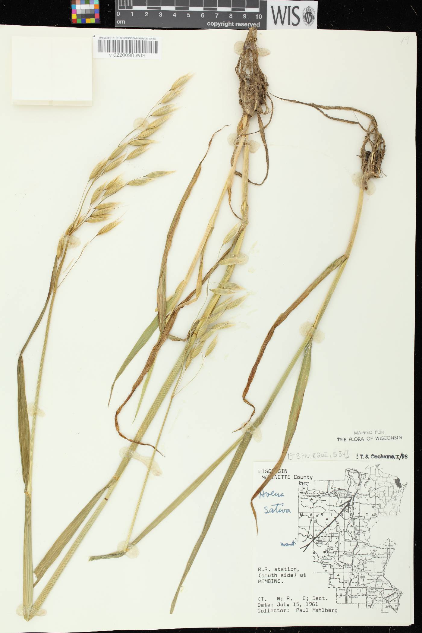 Avena sativa image