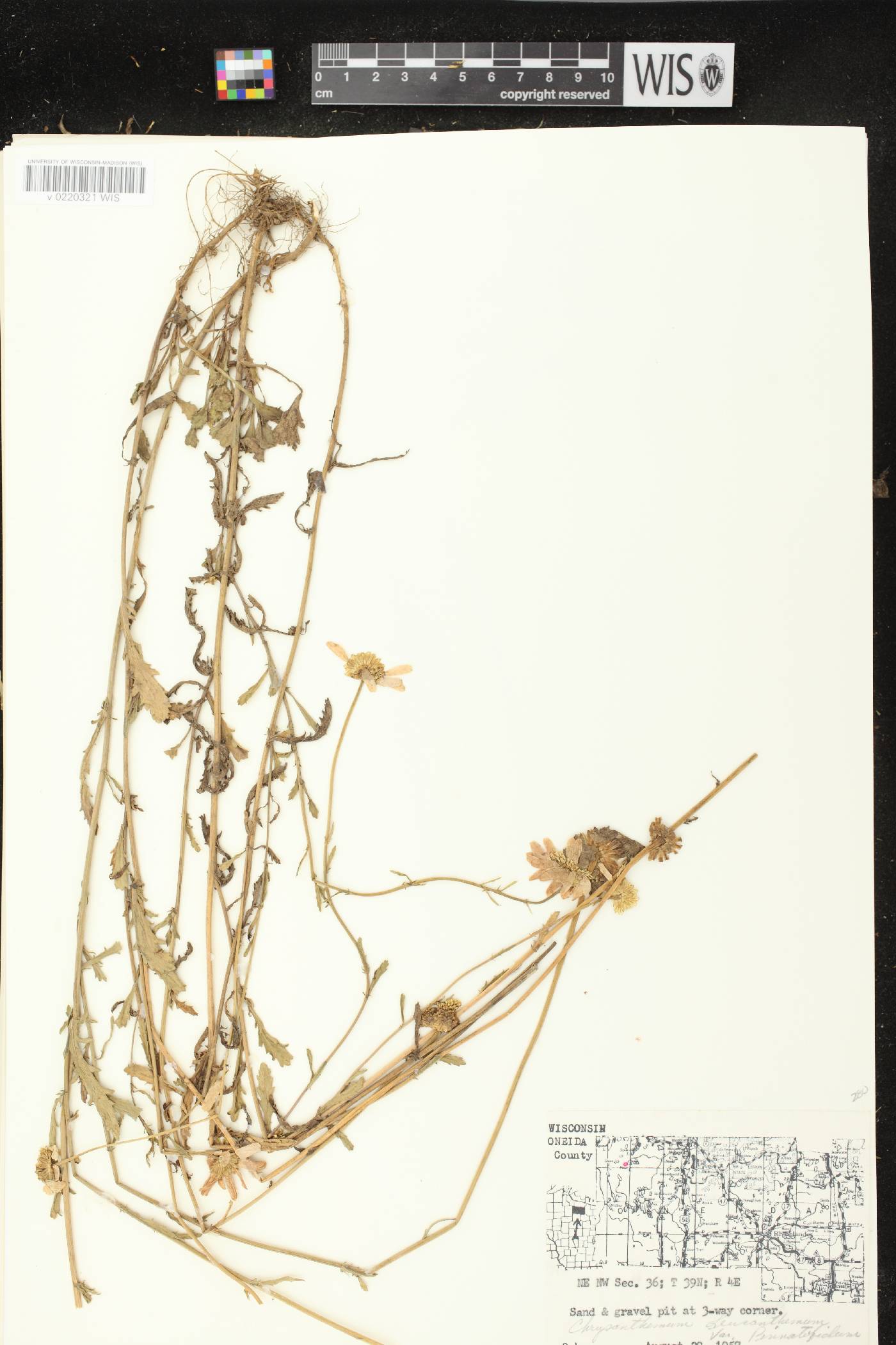 Leucanthemum vulgare image