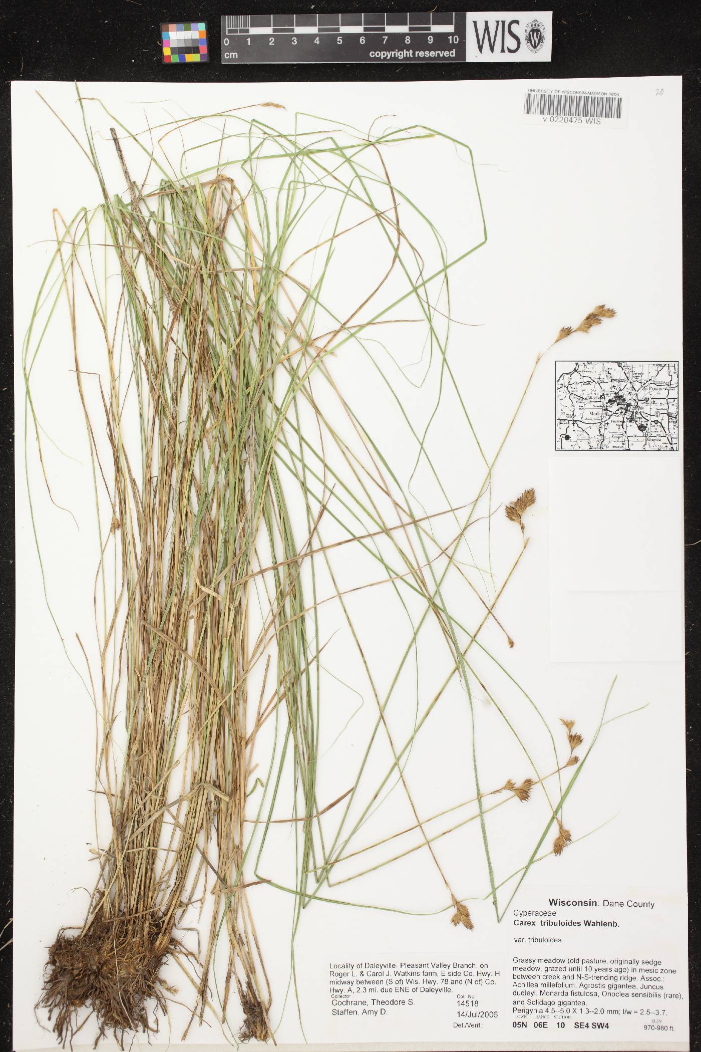 Carex tribuloides var. tribuloides image