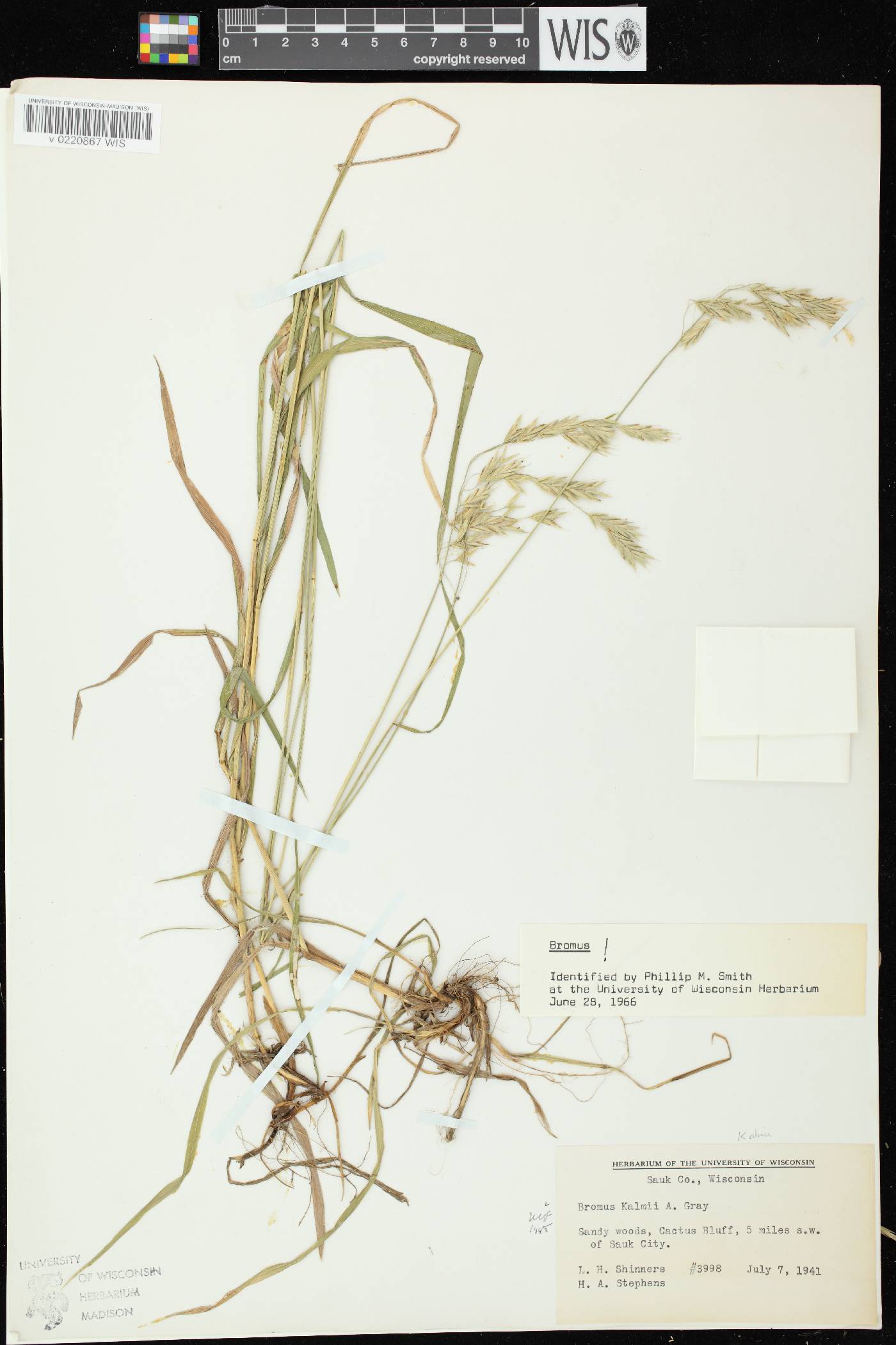 Bromus kalmii image