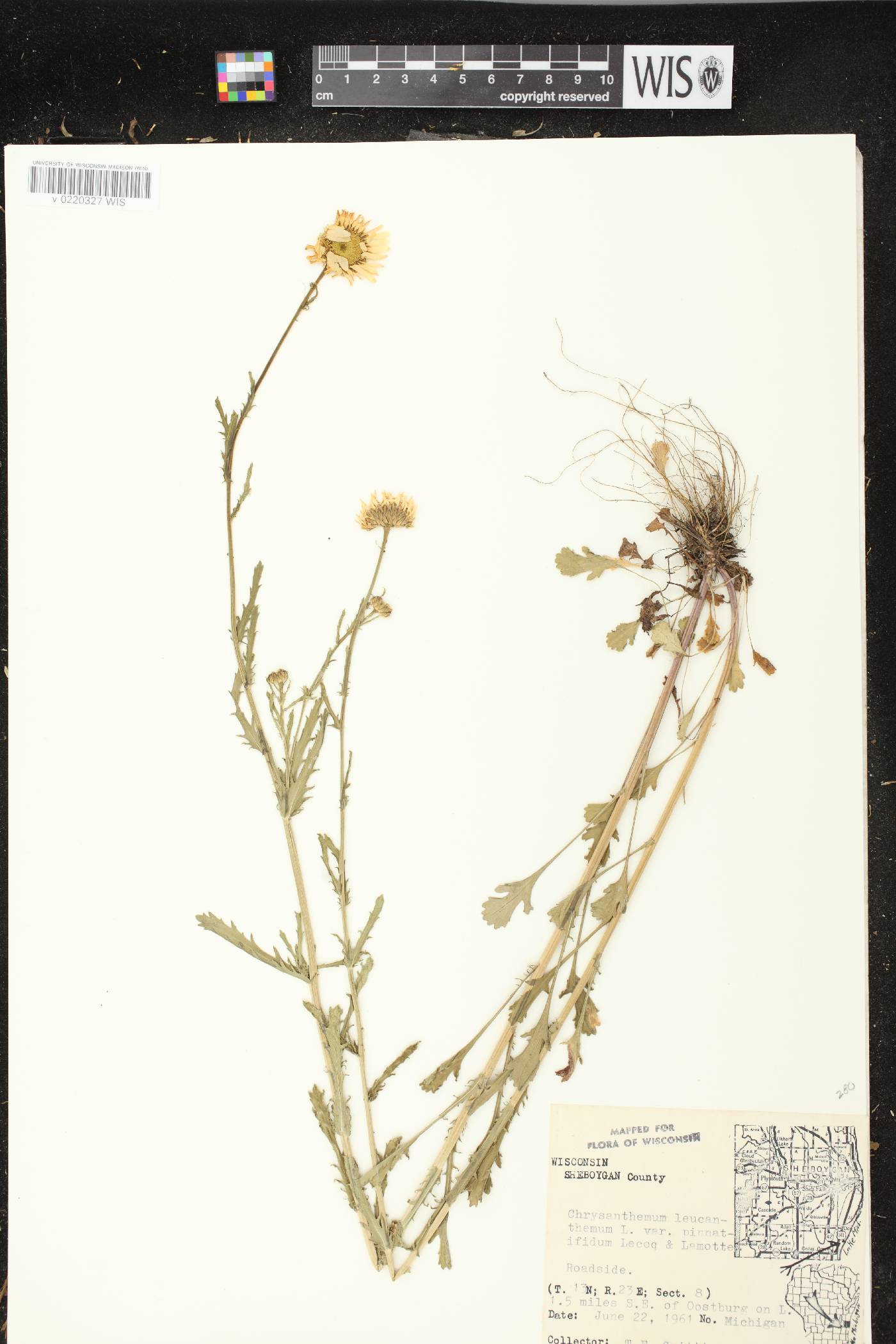 Leucanthemum vulgare image
