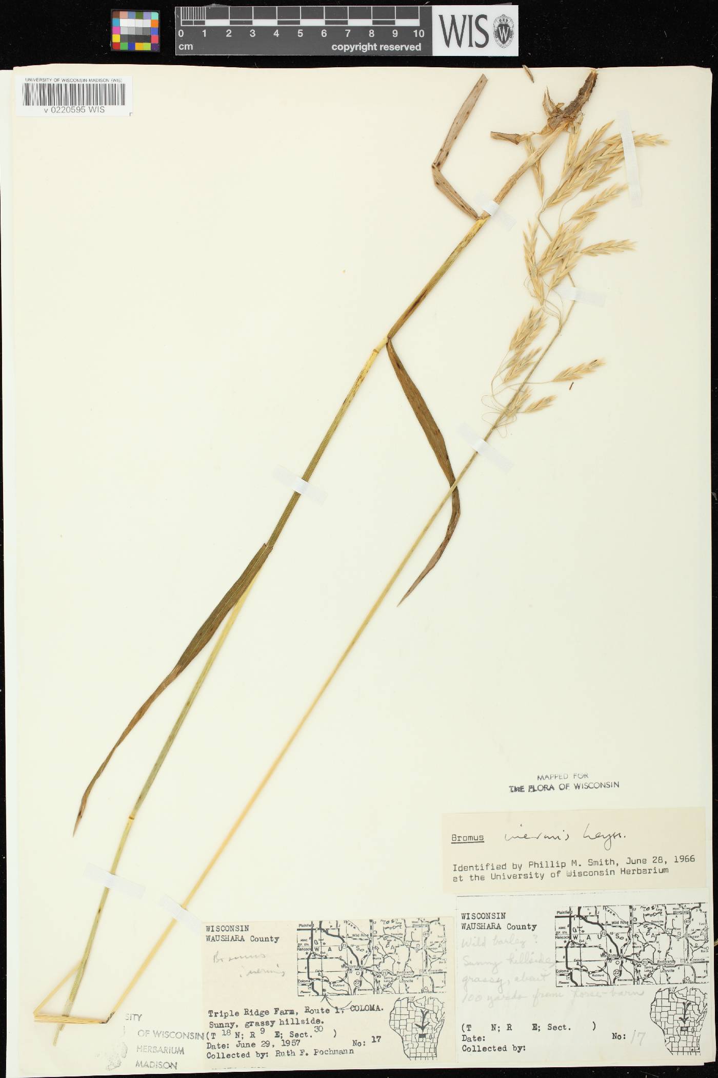 Bromus inermis image