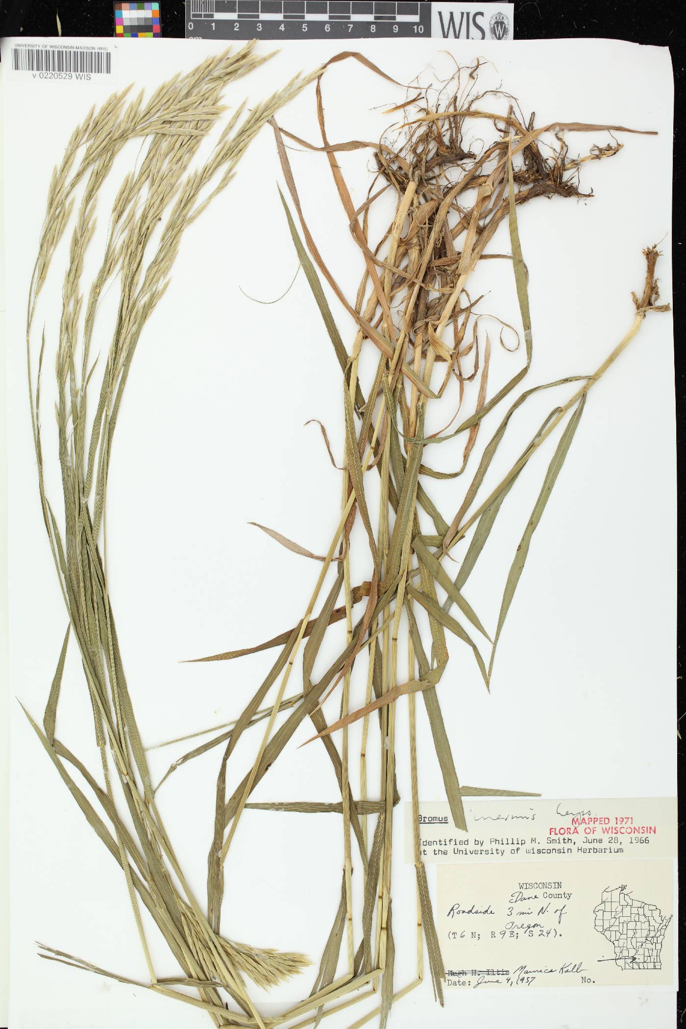 Bromus inermis image