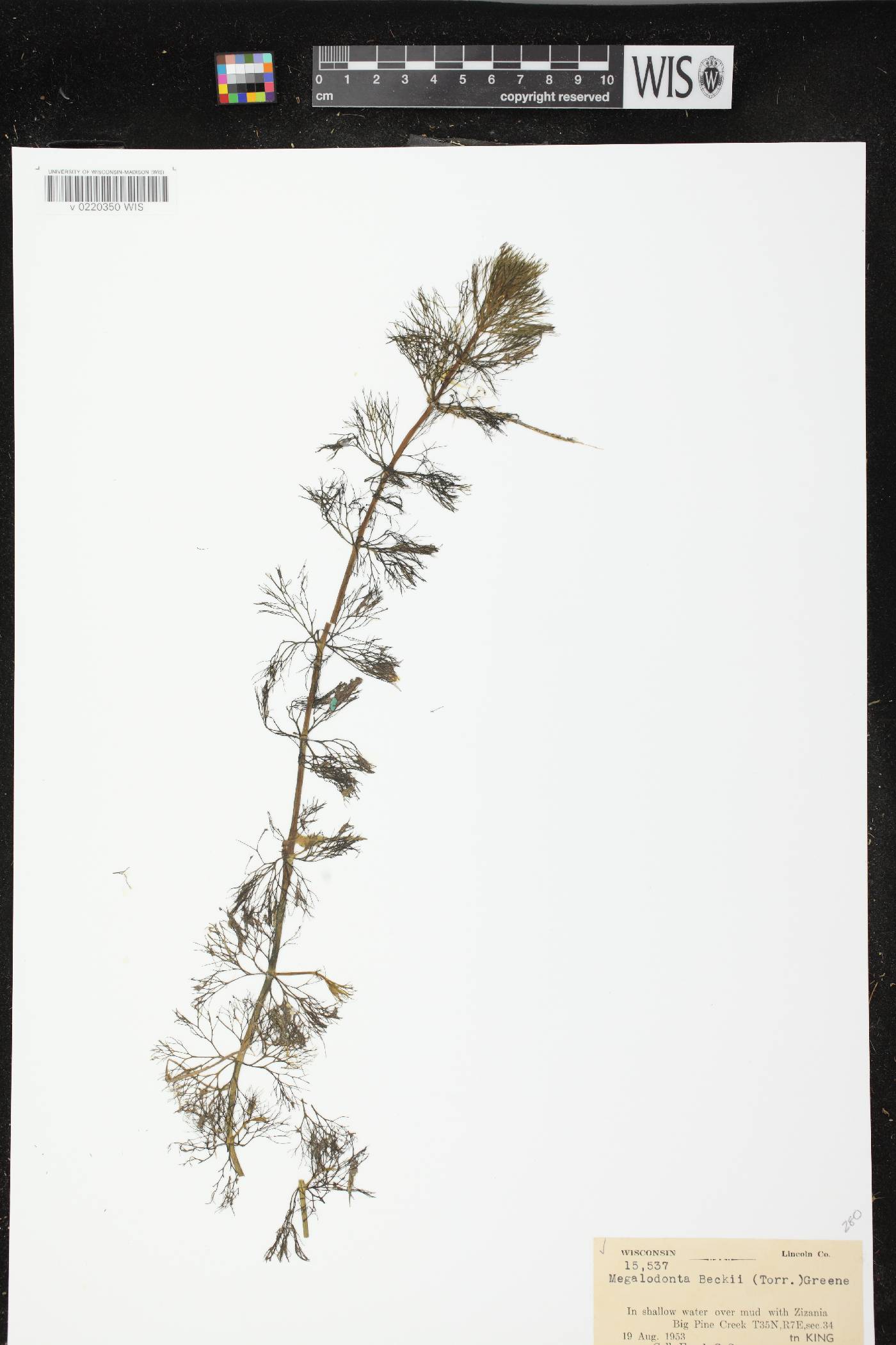 Bidens beckii image