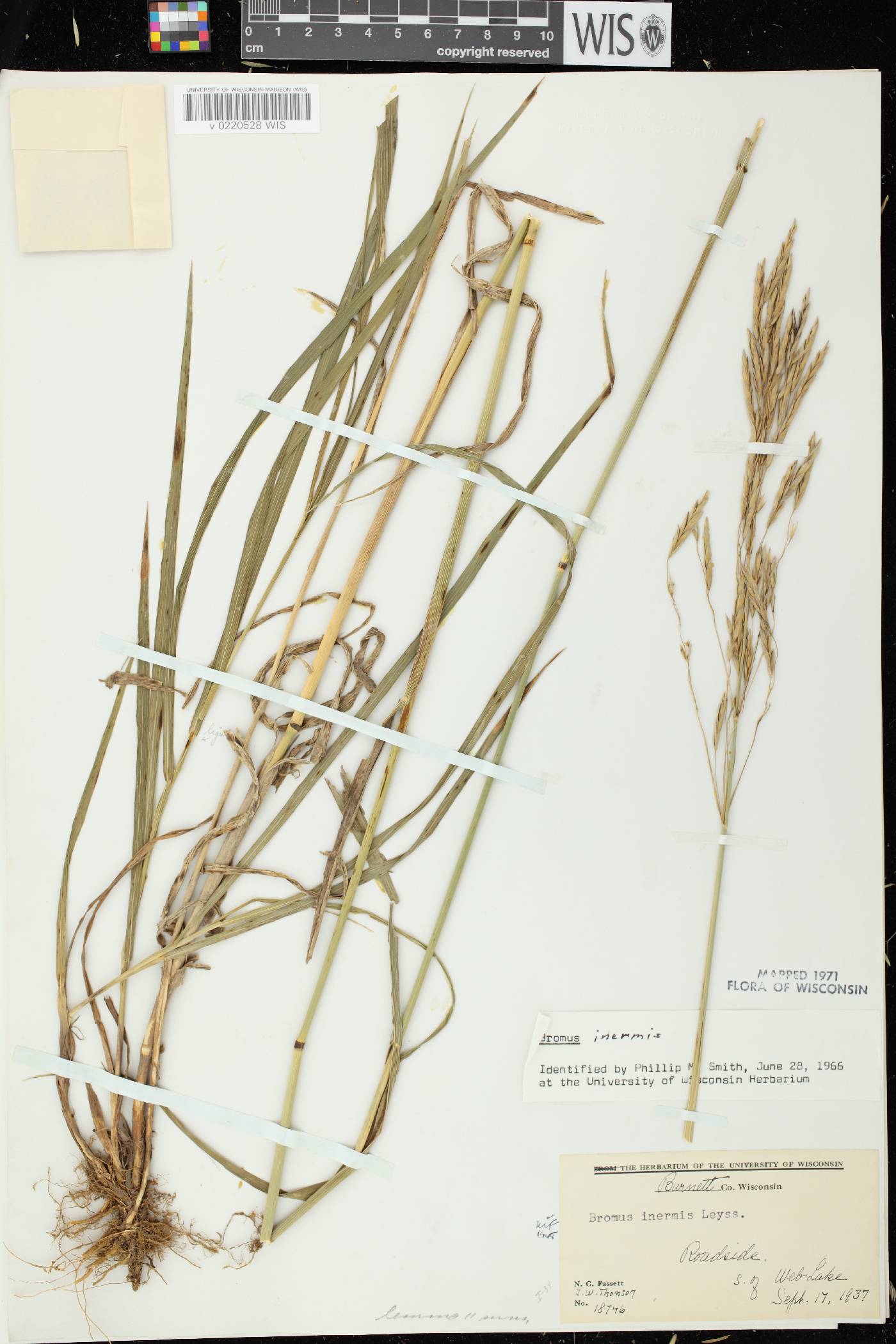 Bromus inermis image