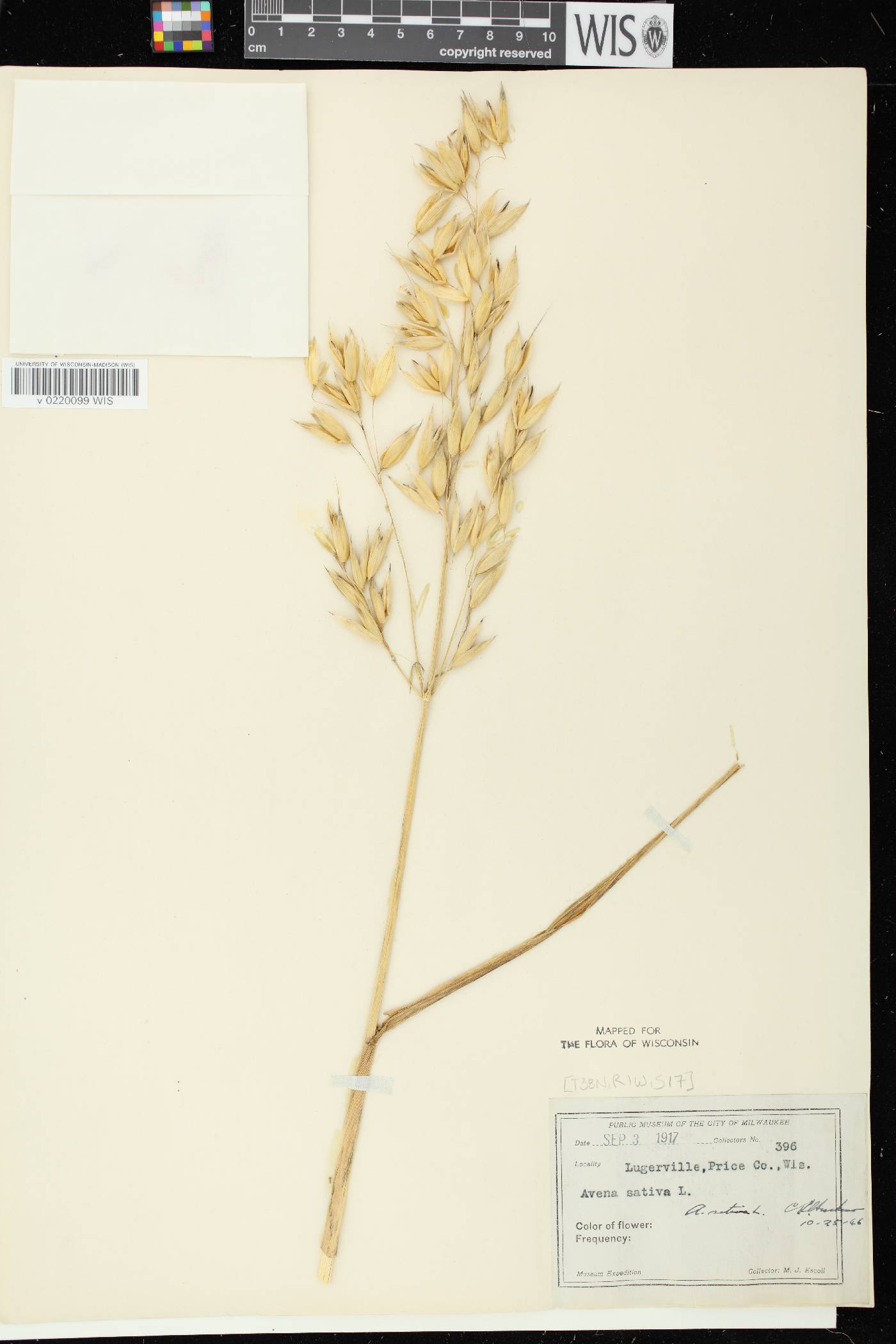 Avena sativa image
