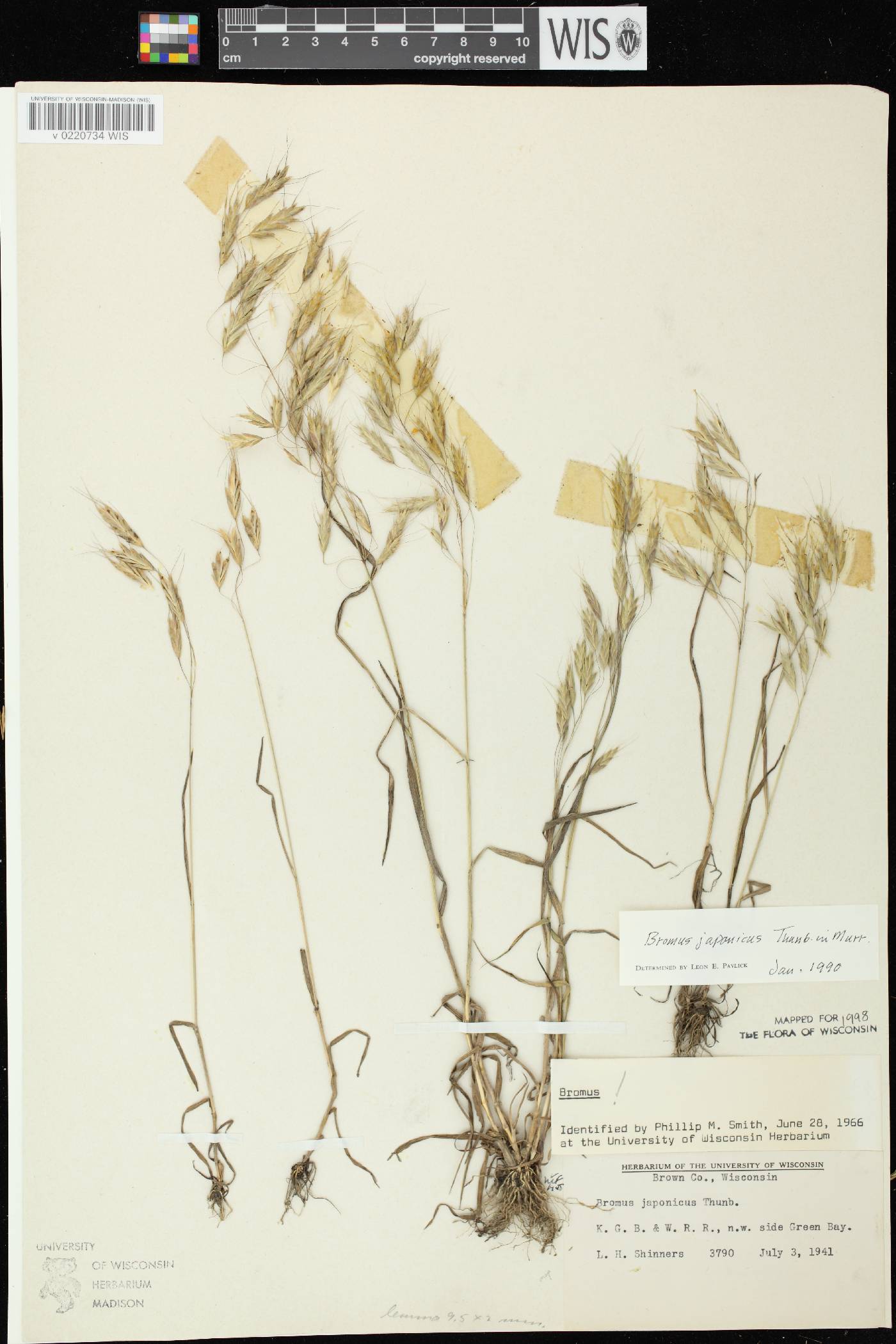 Bromus arvensis image