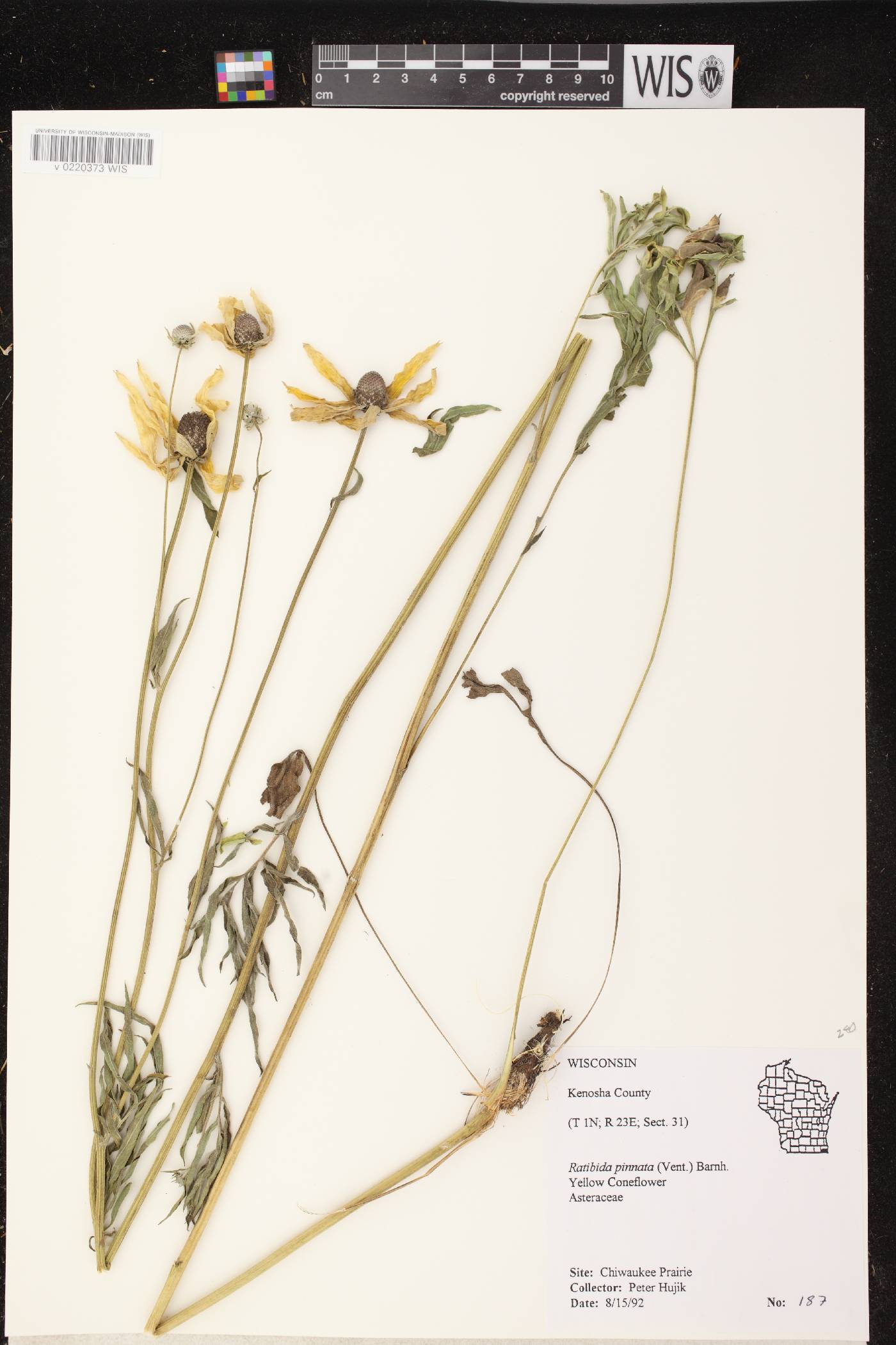 Ratibida pinnata image