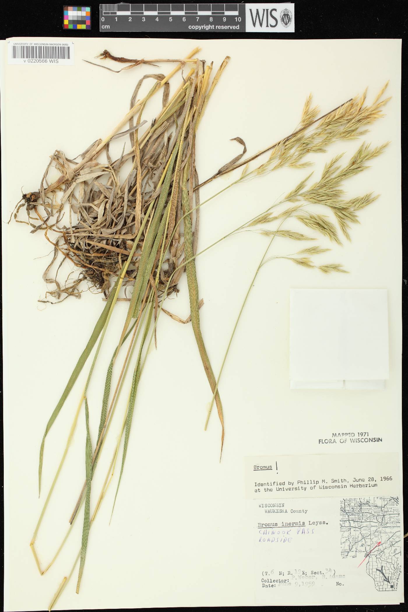 Bromus inermis image