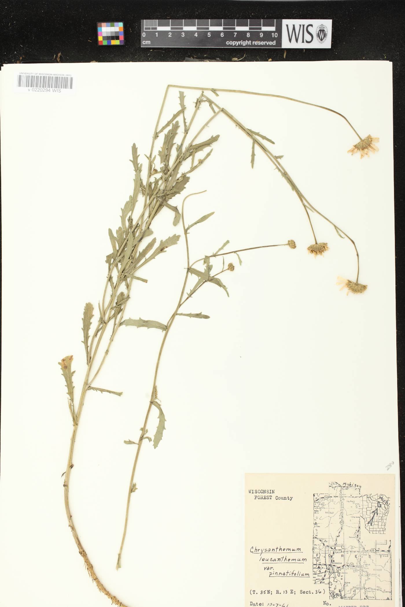 Leucanthemum vulgare image