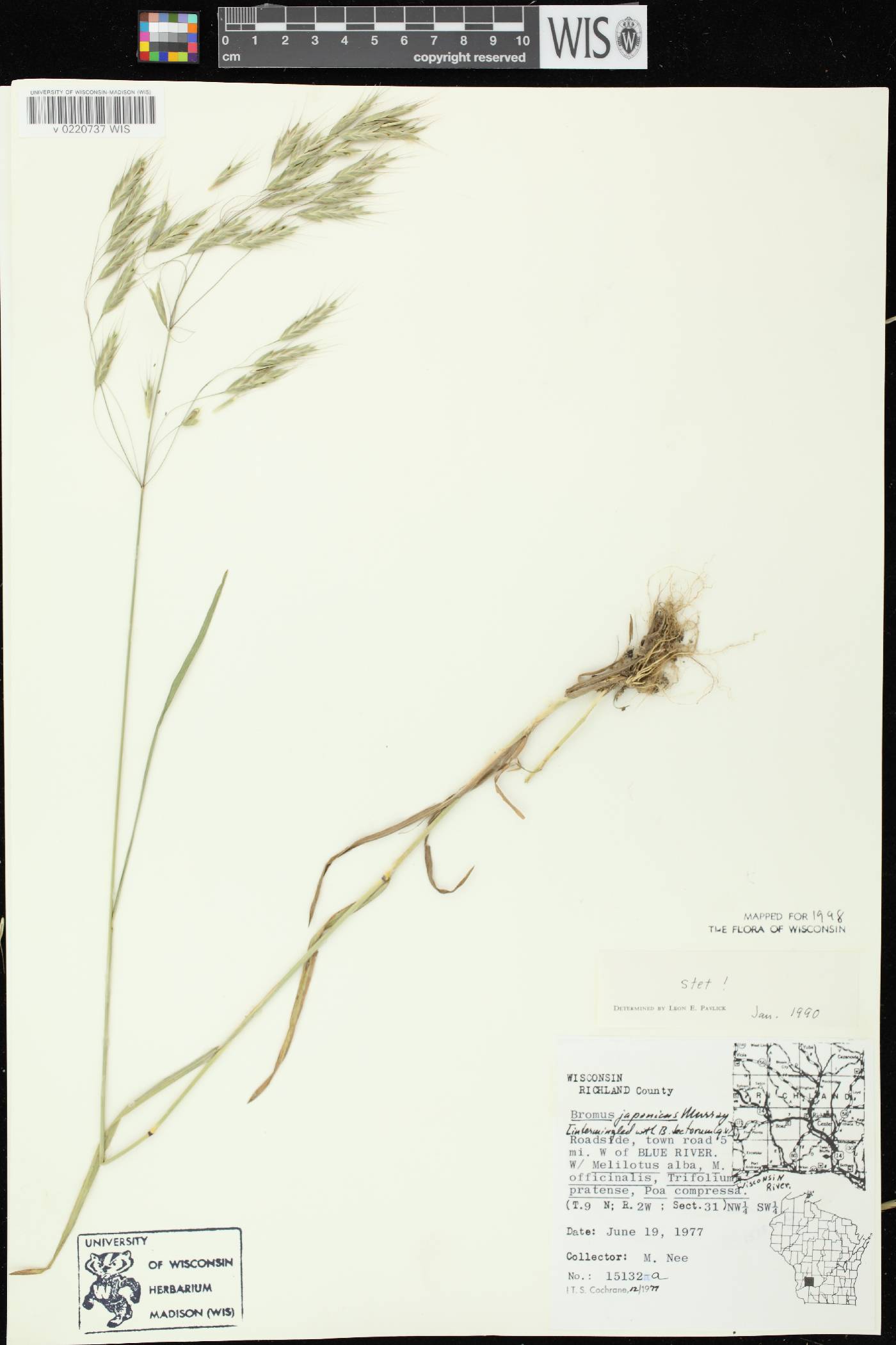 Bromus arvensis image