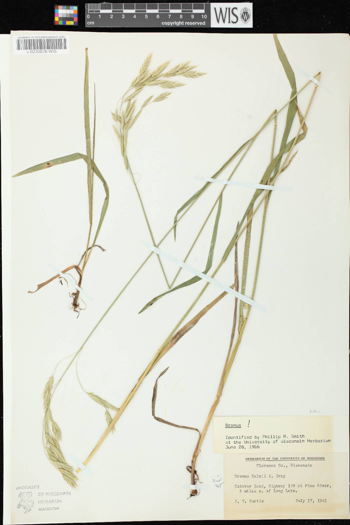 Bromus kalmii image