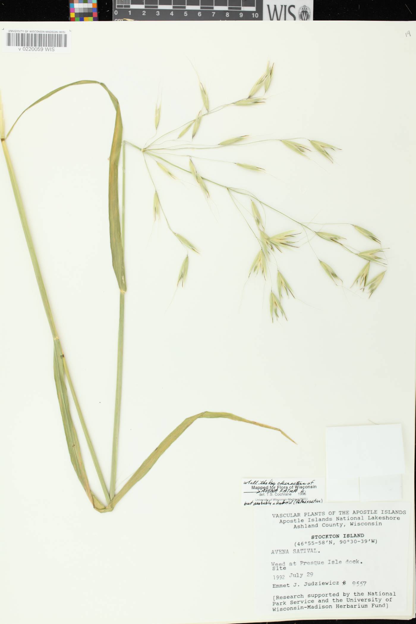 Avena fatua image