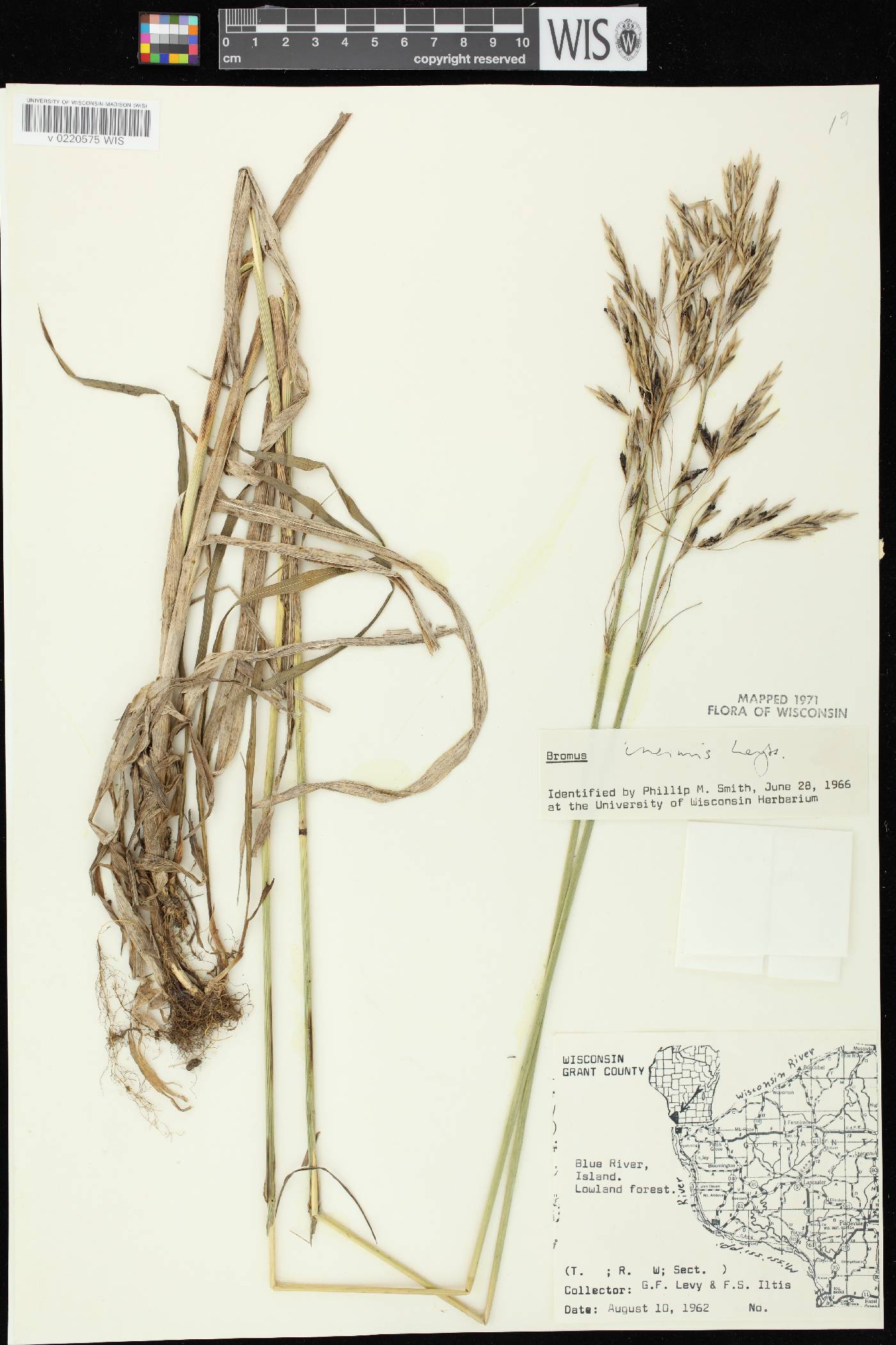 Bromus inermis image