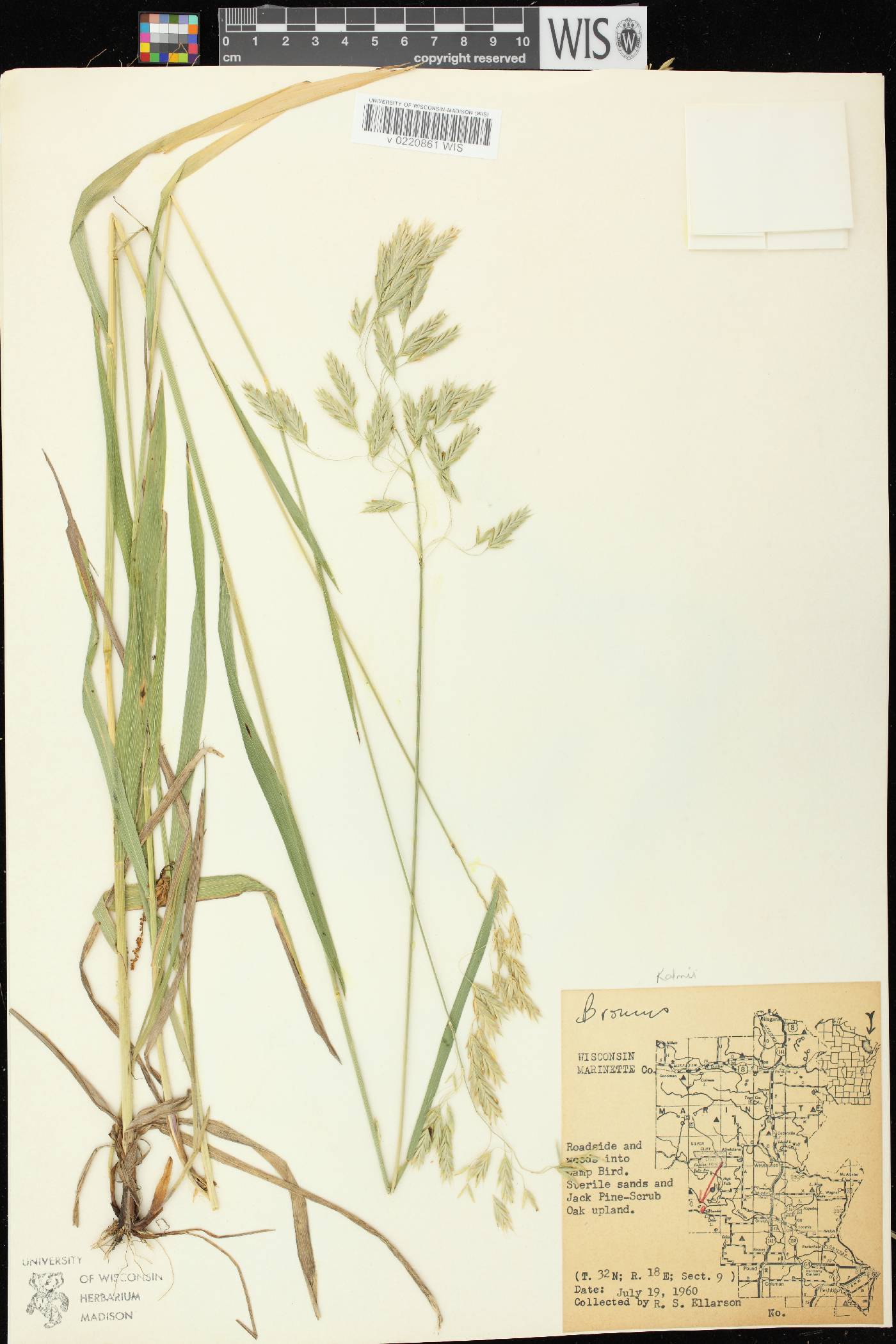 Bromus kalmii image