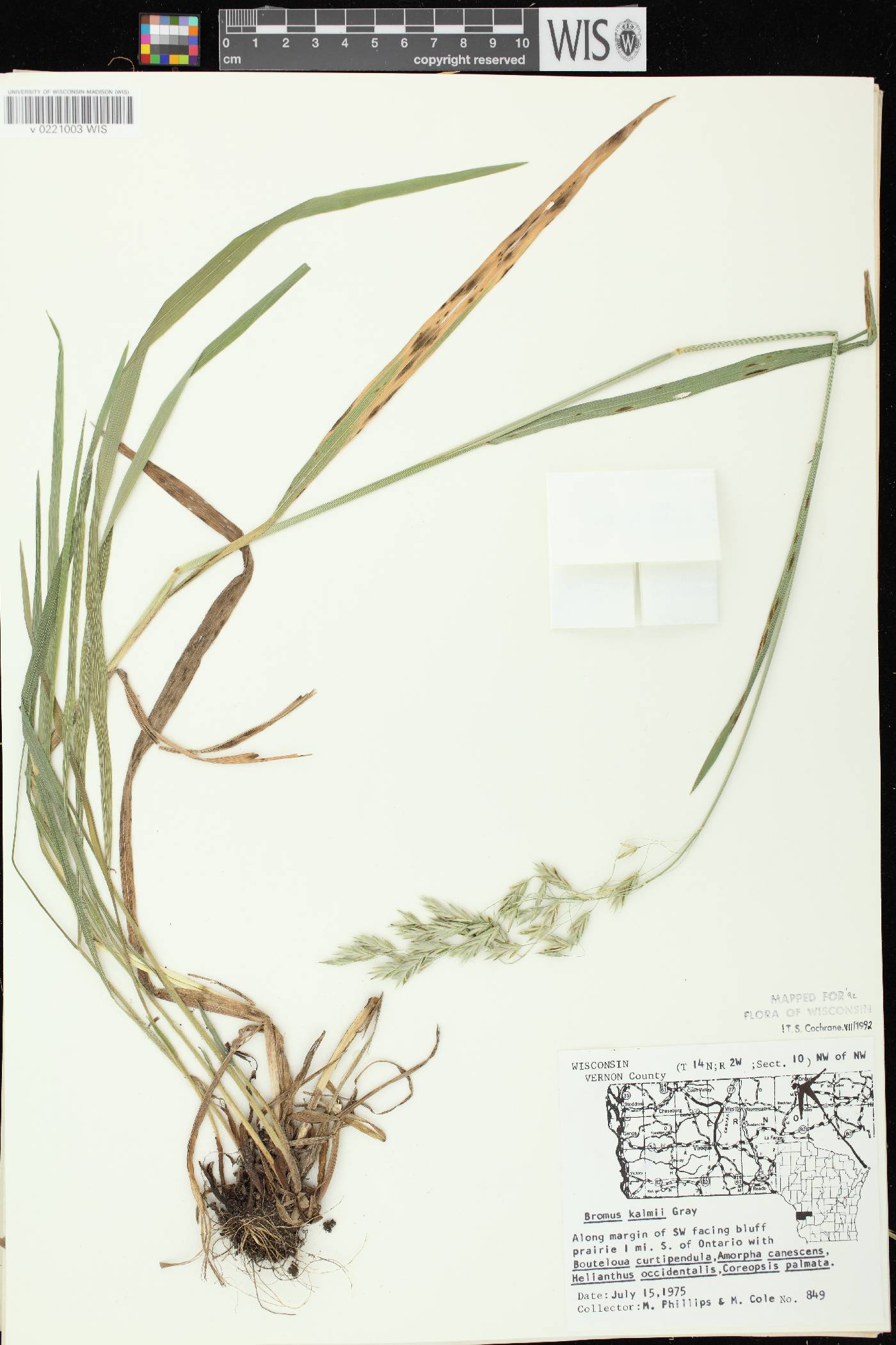 Bromus kalmii image