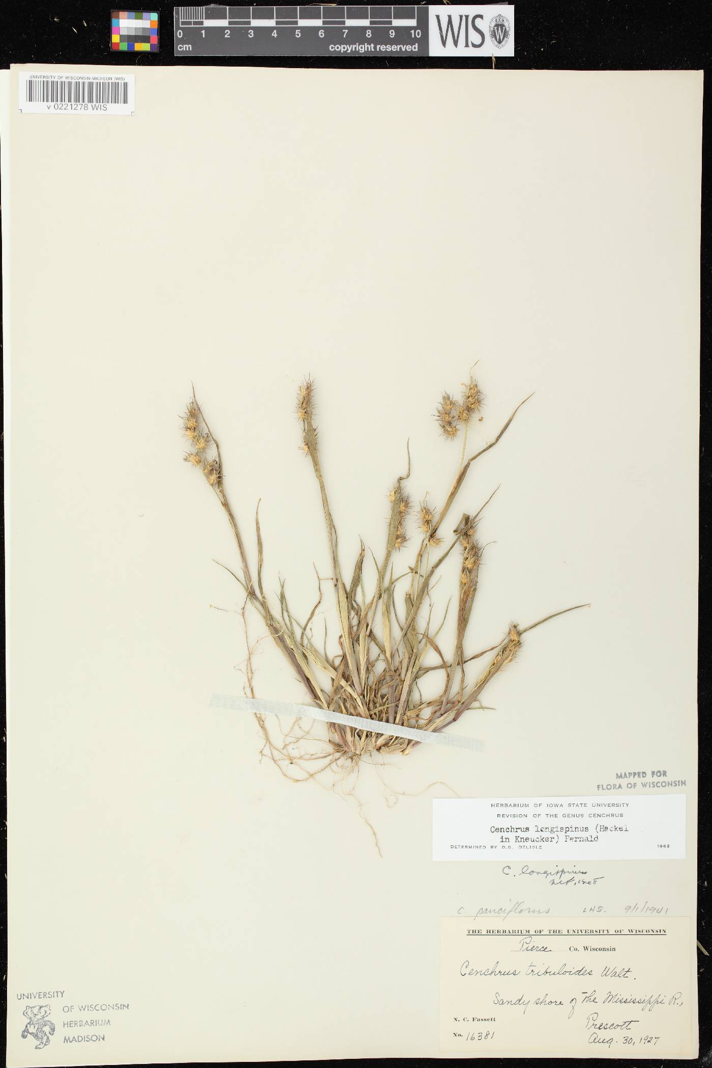 Cenchrus longispinus image