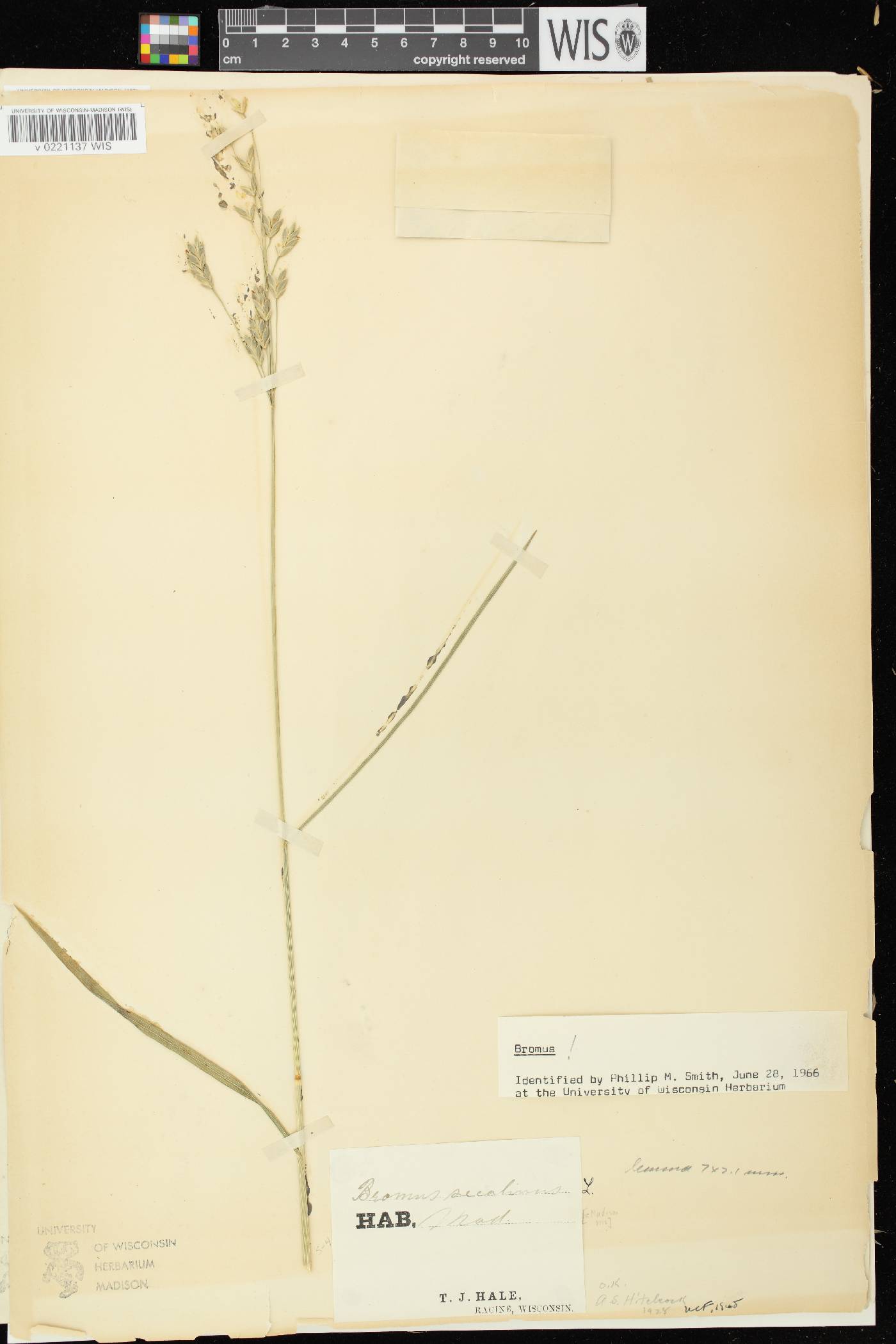 Bromus secalinus image
