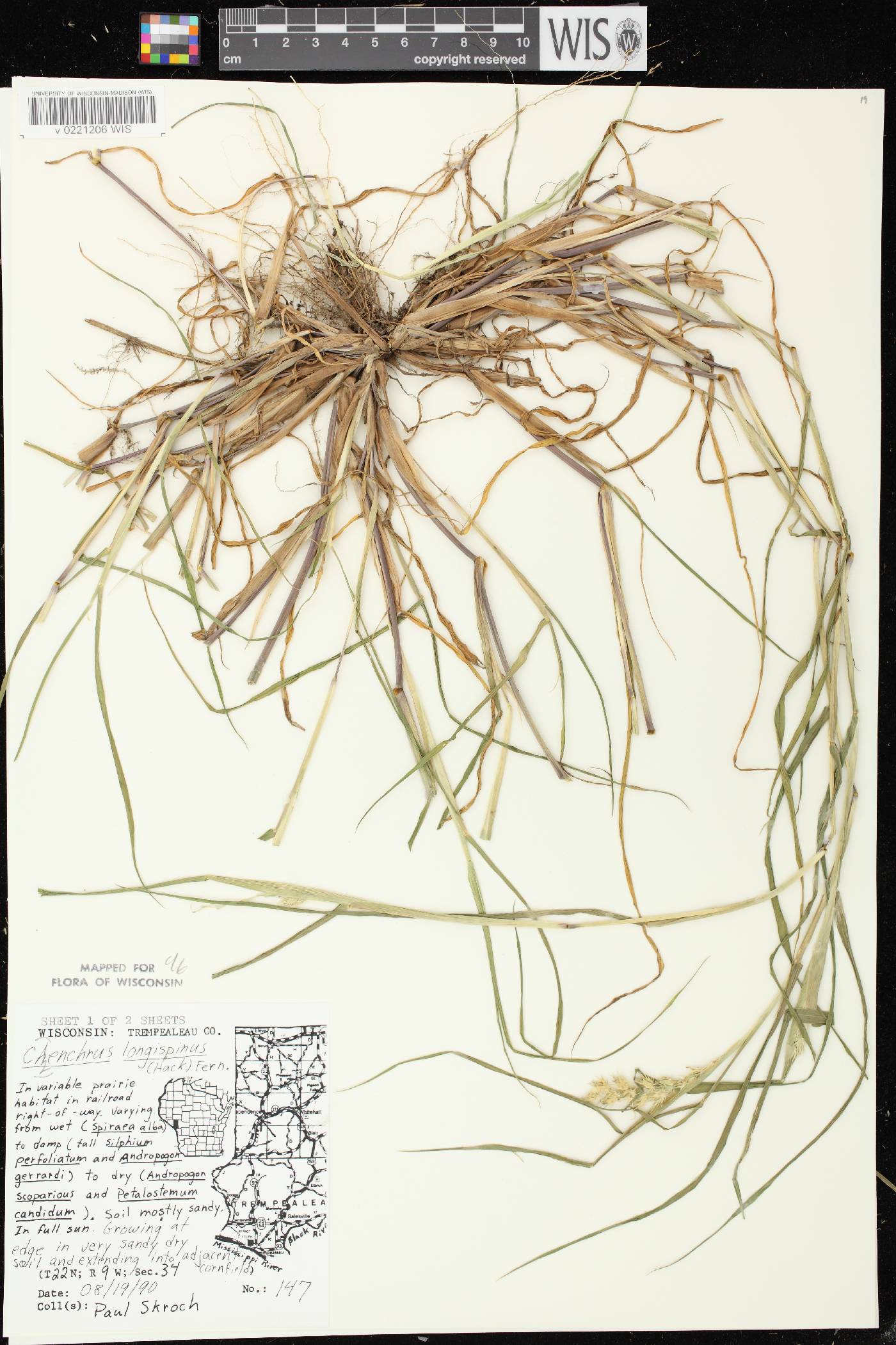 Cenchrus longispinus image