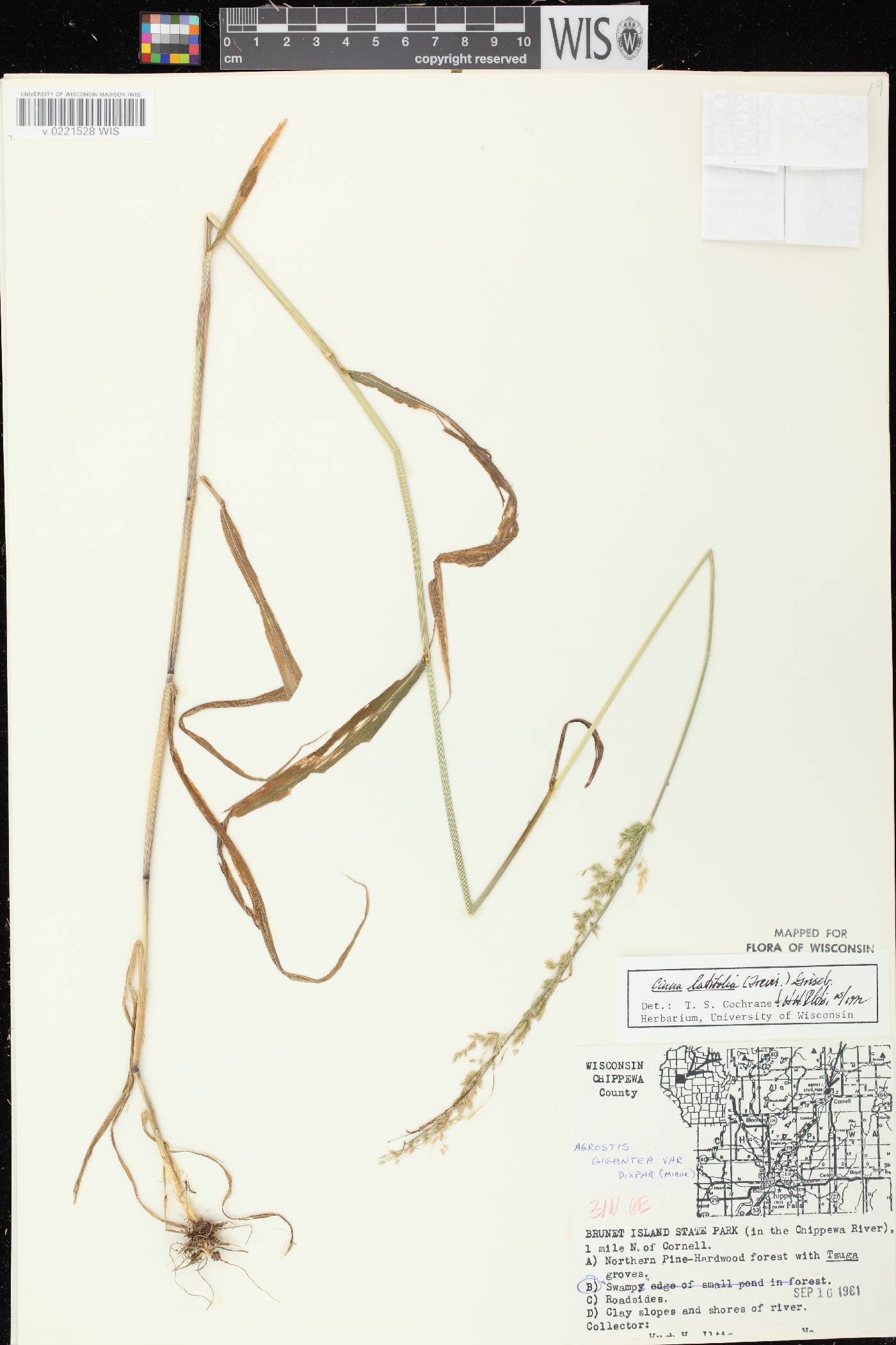 Cinna latifolia image