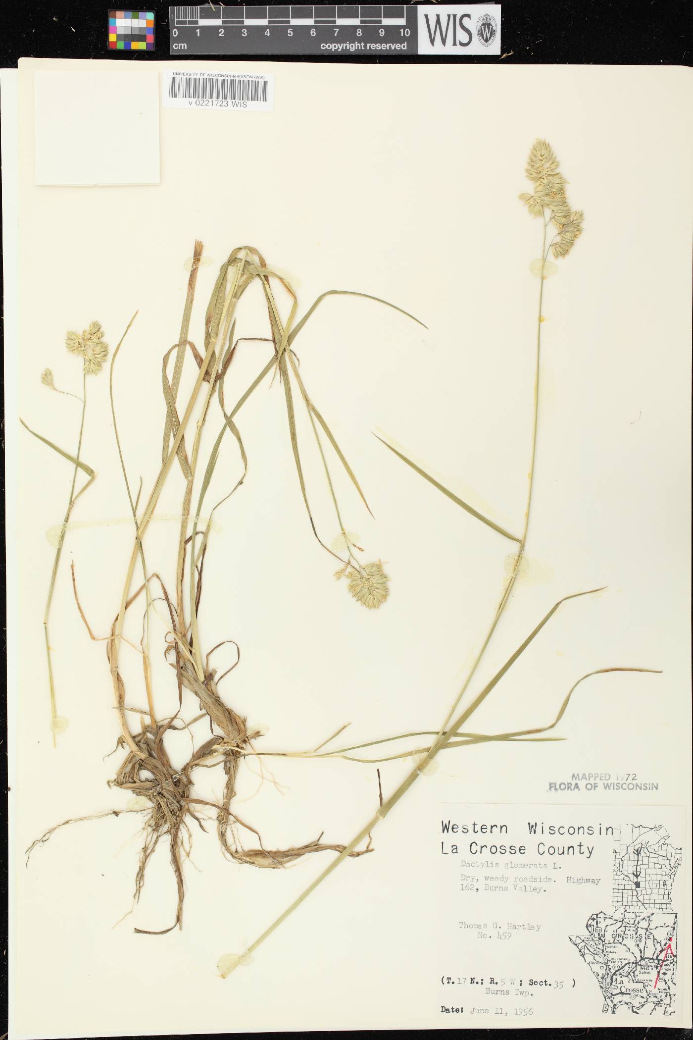 Dactylis glomerata image