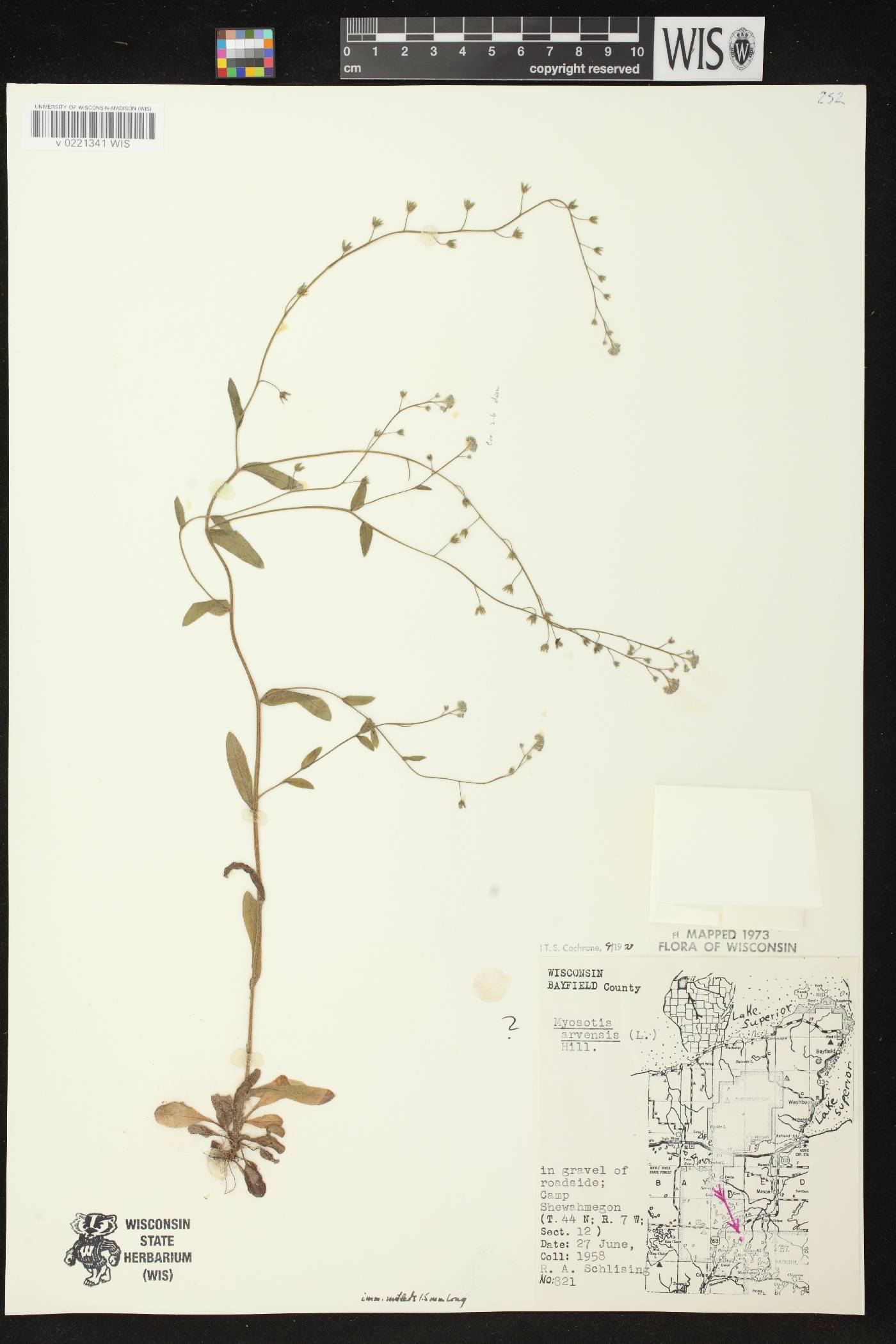 Myosotis arvensis image