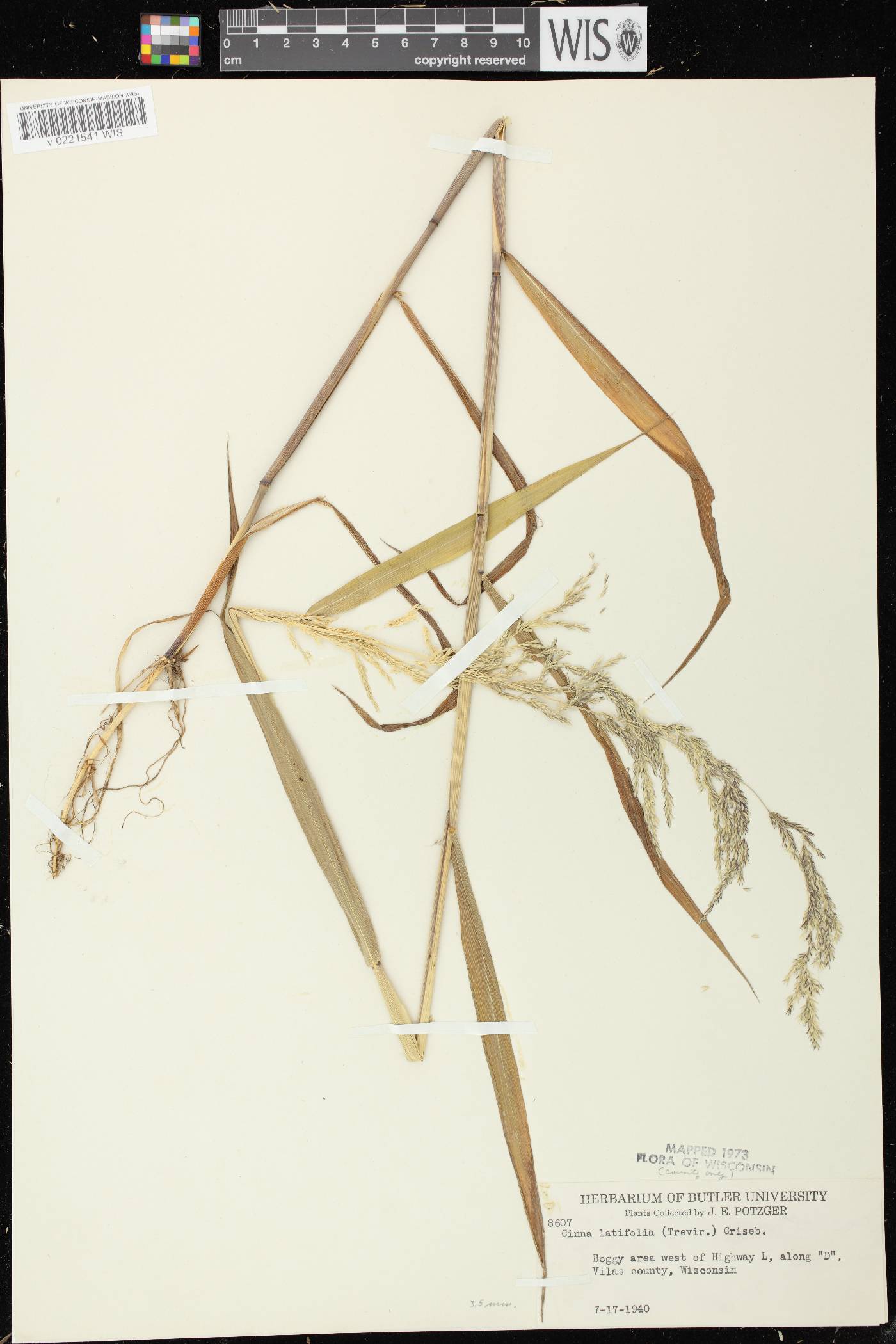 Cinna latifolia image
