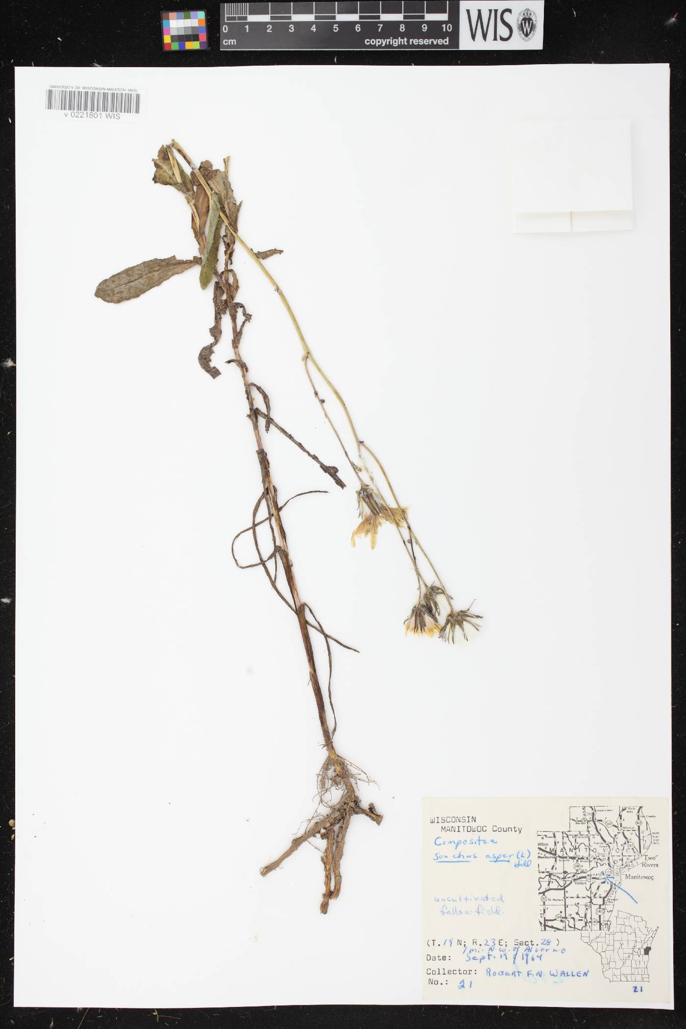 Sonchus asper image