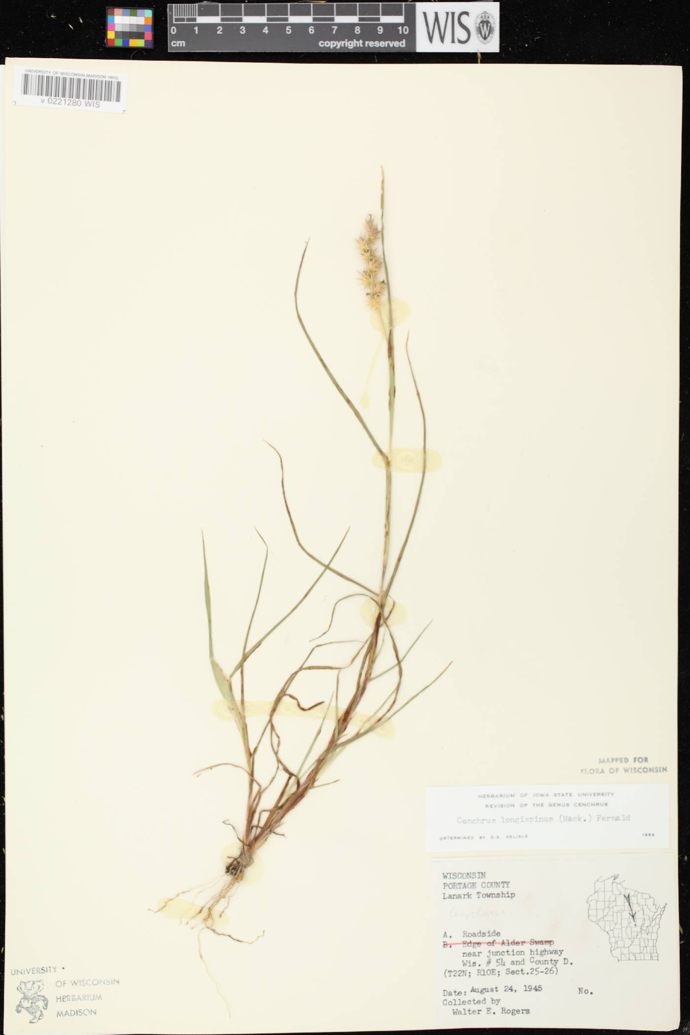 Cenchrus longispinus image