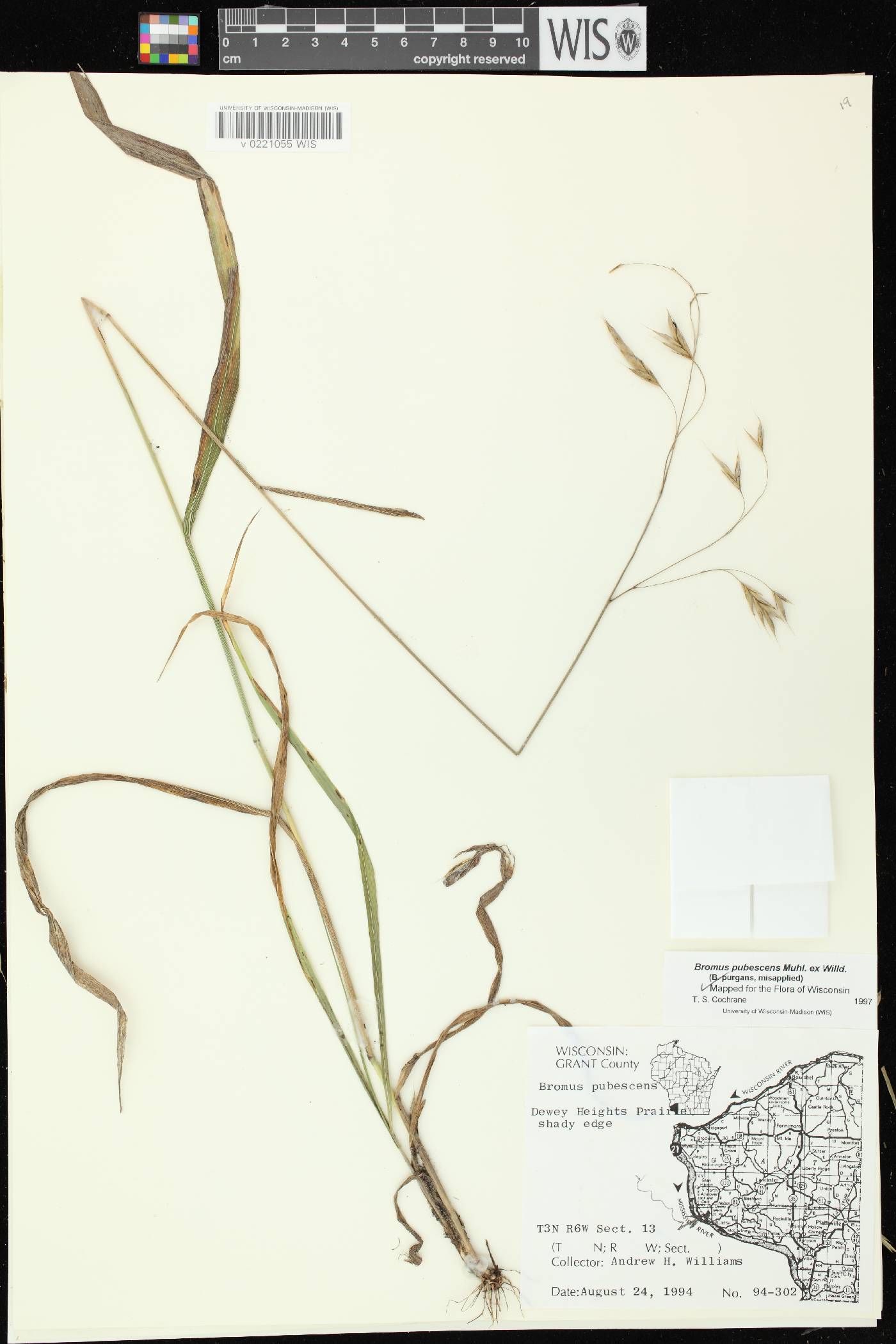 Bromus pubescens image