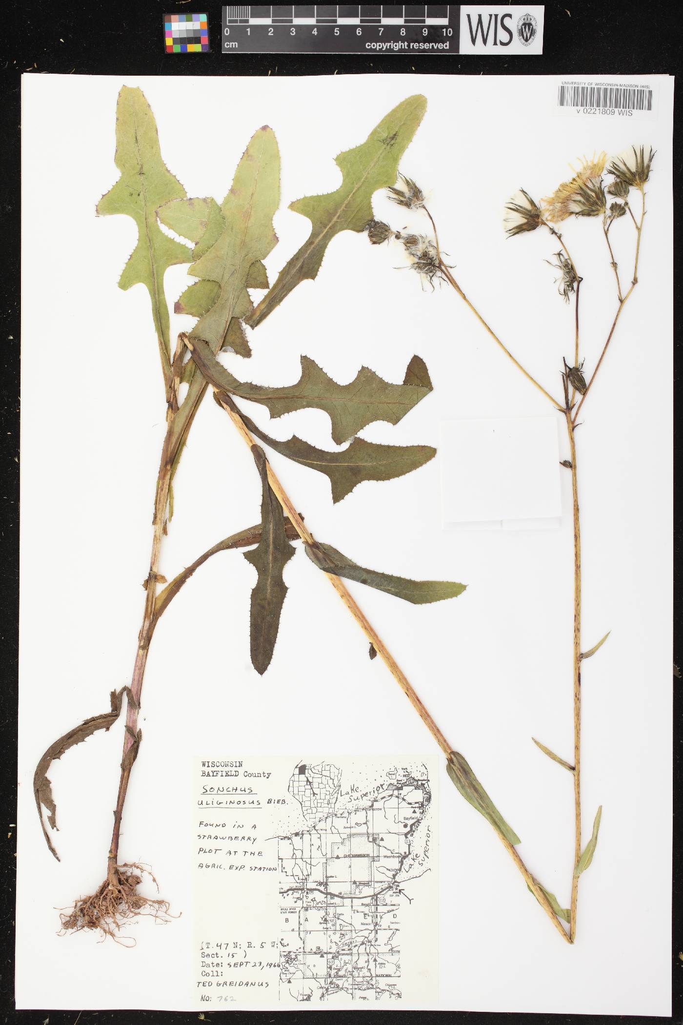 Sonchus arvensis image