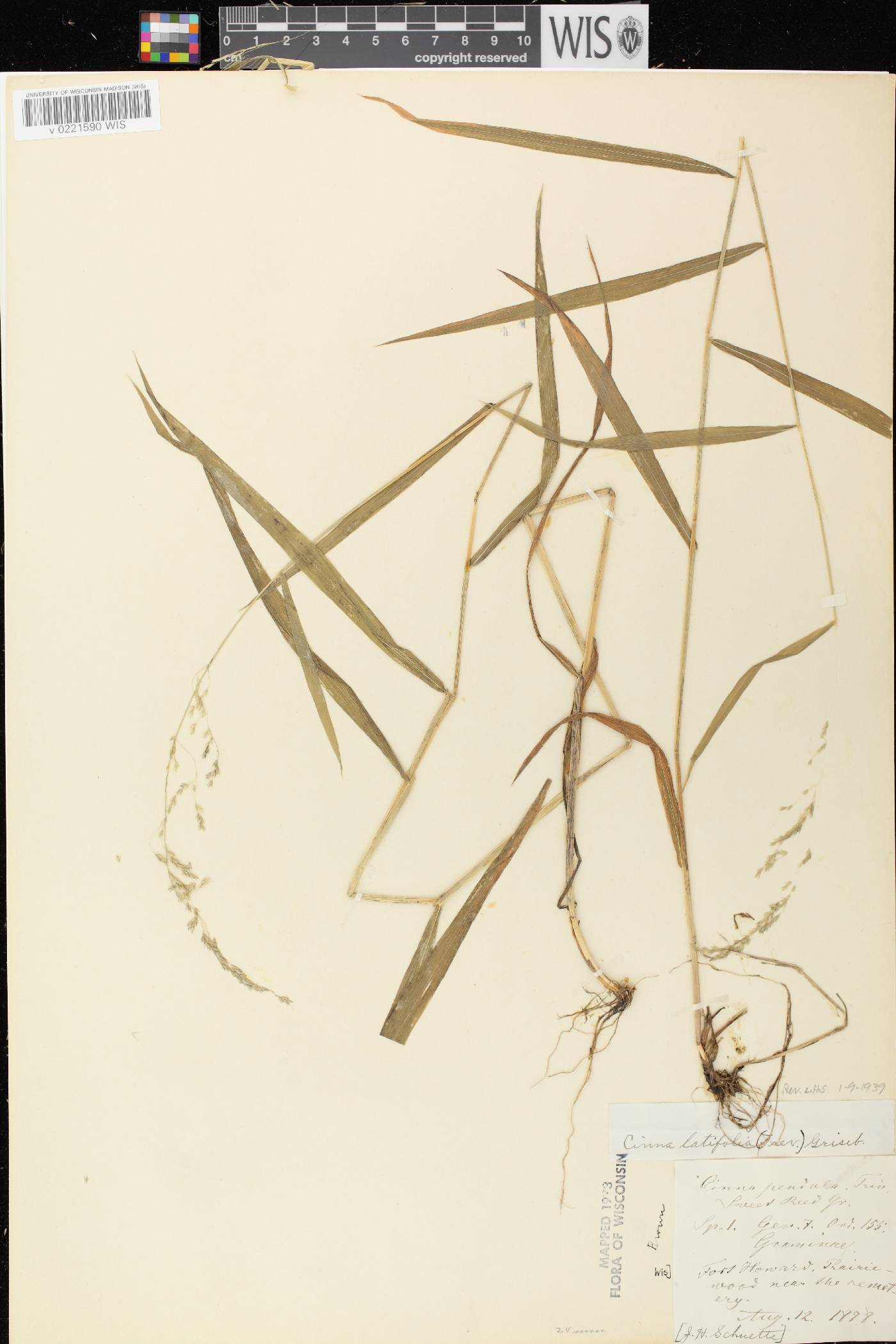 Cinna latifolia image