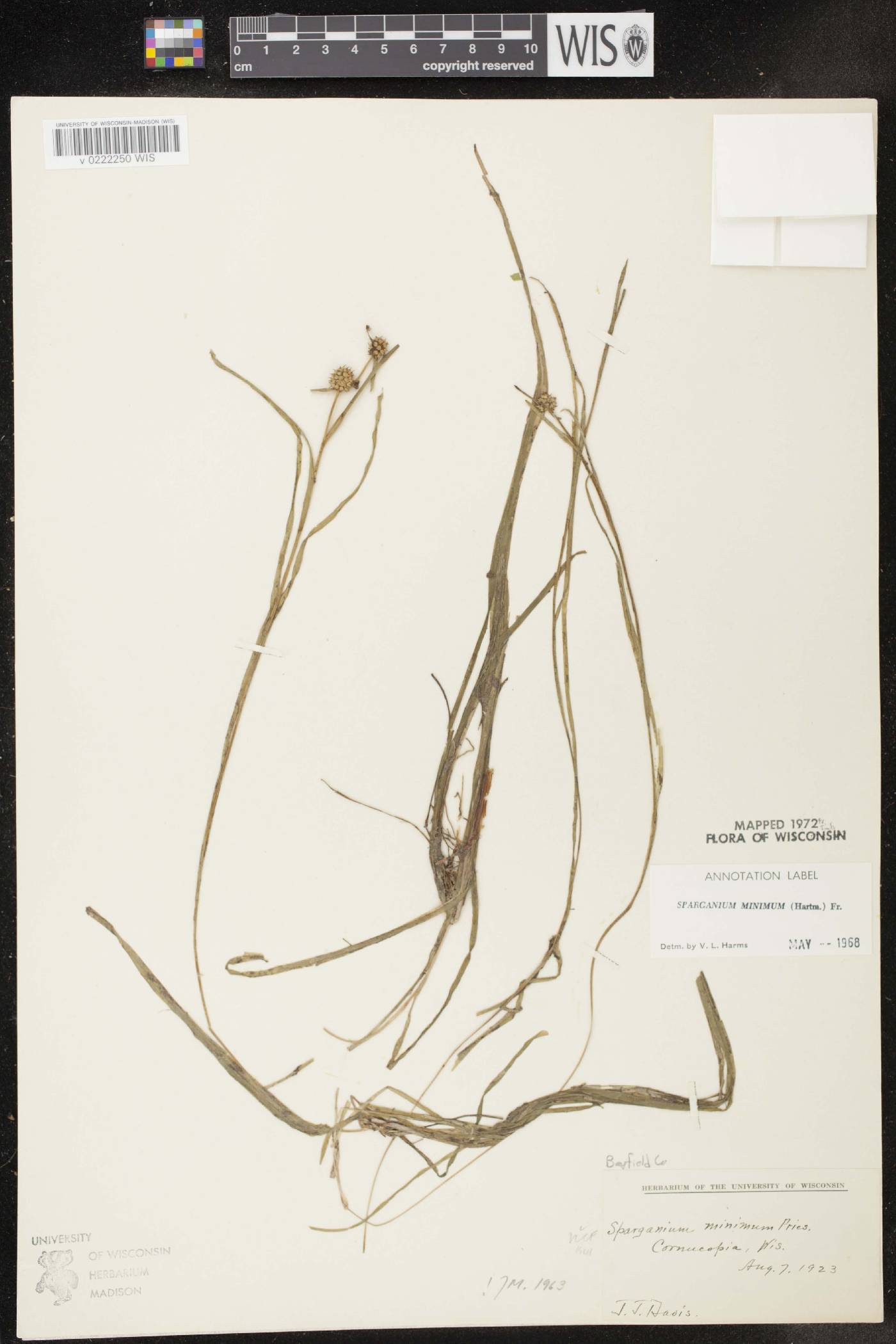 Sparganium natans image