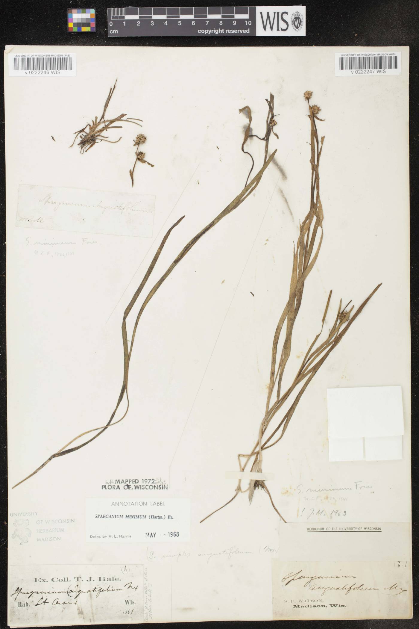 Sparganium natans image