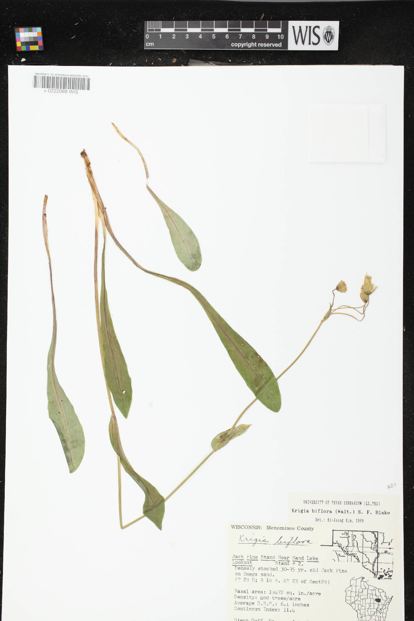 Krigia biflora image