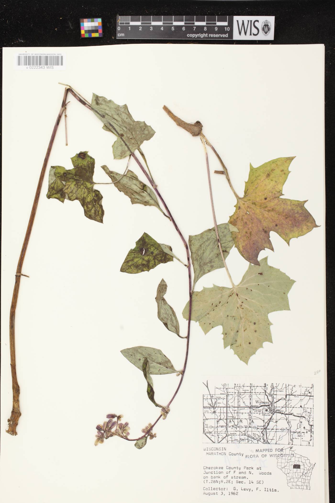 Prenanthes alba image
